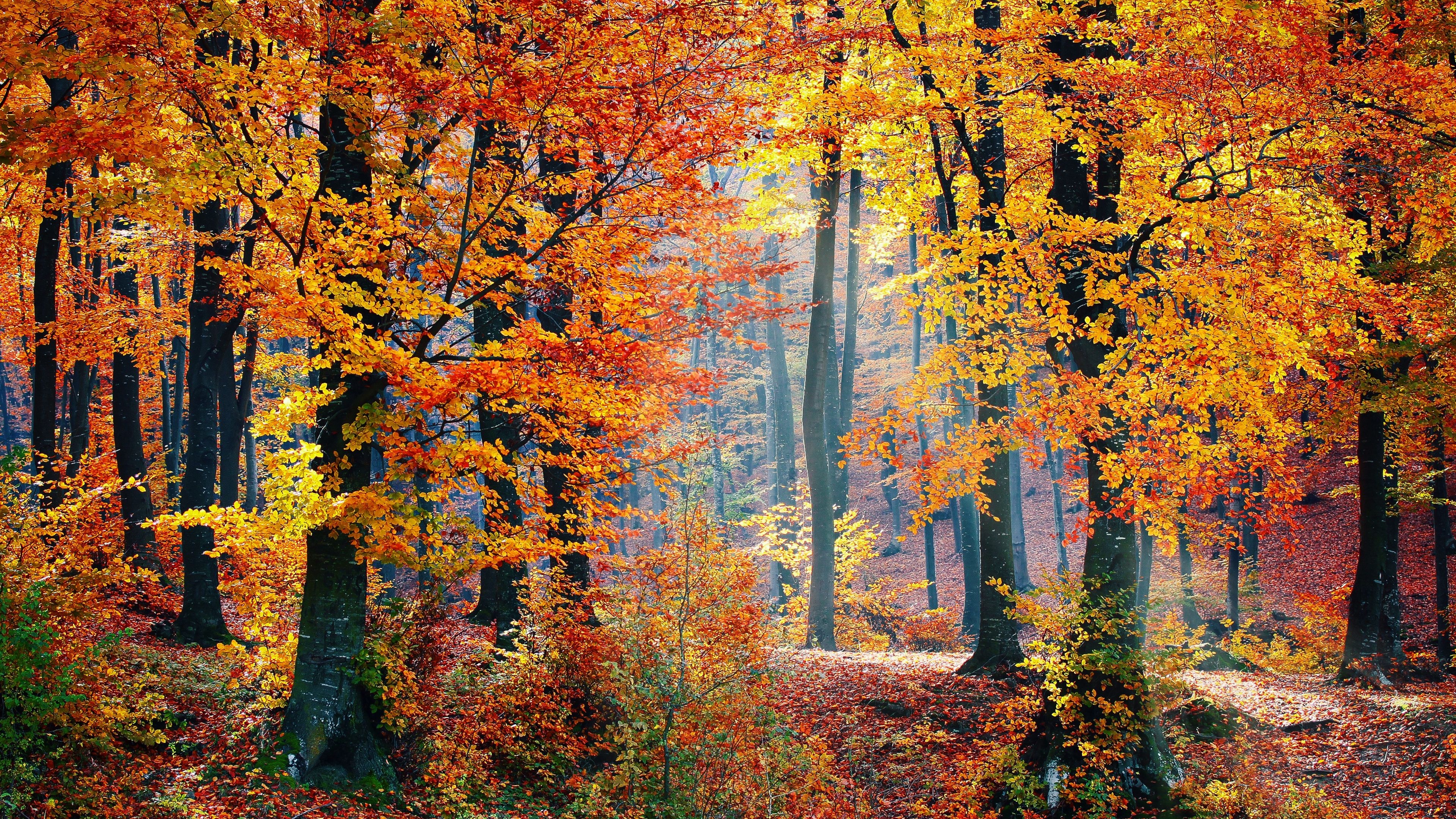 Autumn woods, Log cabin, Dense thicket, Red oak splendor, Seasonal retreat, 3840x2160 4K Desktop