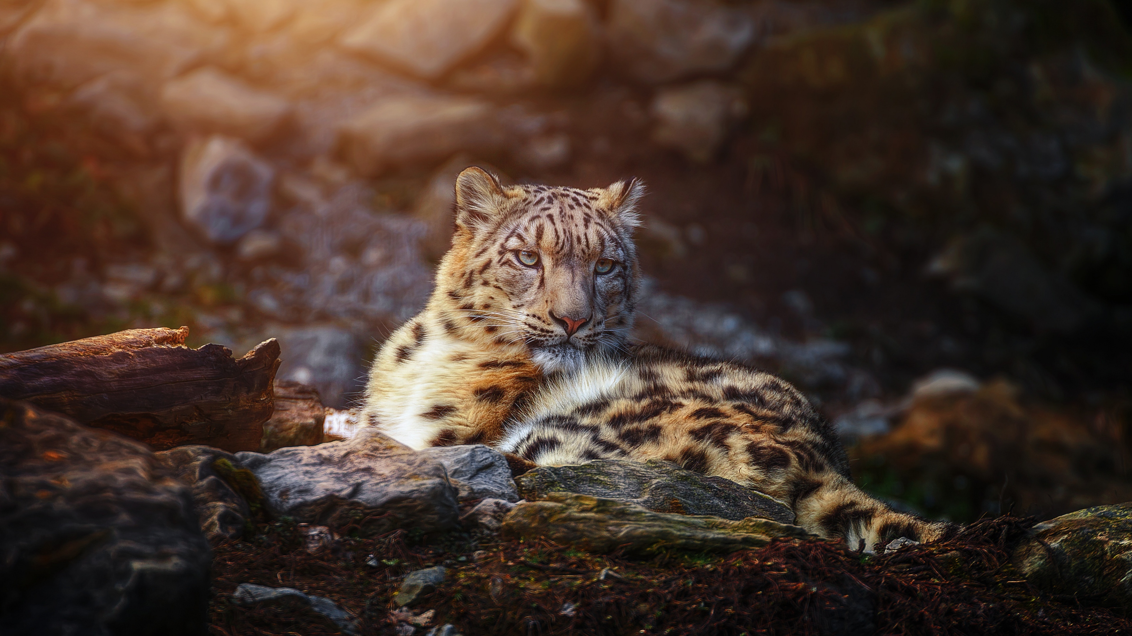 Snow Leopard wallpaper, 4K resolution, Wild animal portrait, Predatory gaze, 3840x2160 4K Desktop