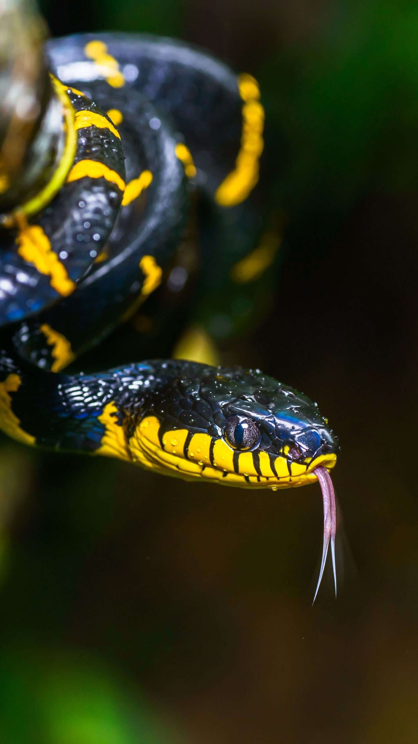 Ultra HD snakes, Reptile wallpapers, 4K serpent images, Stunning reptiles, 1440x2560 HD Phone