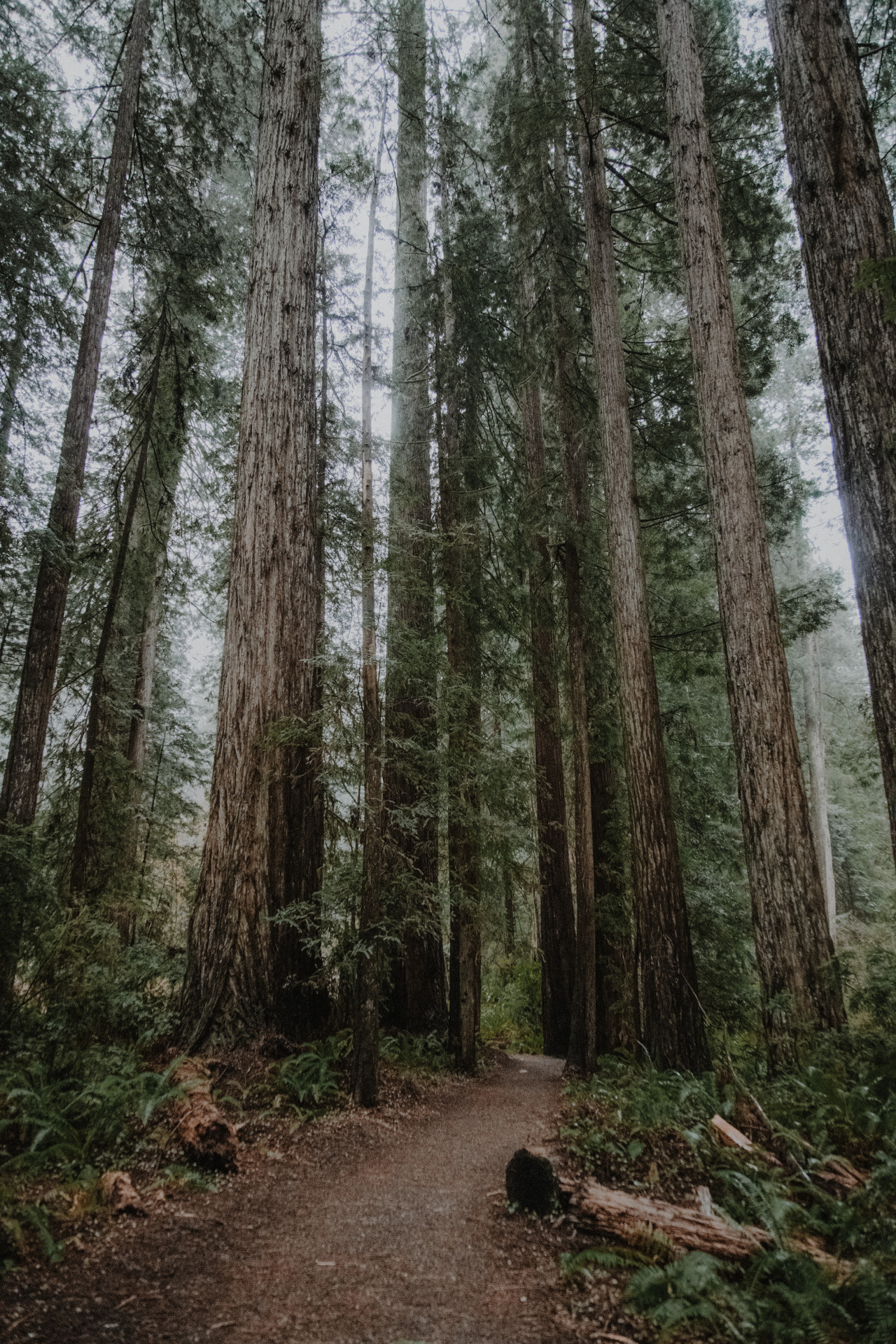 Redwood original, Tumblr archives, Nature's masterpieces, Organic inspiration, 1280x1920 HD Phone