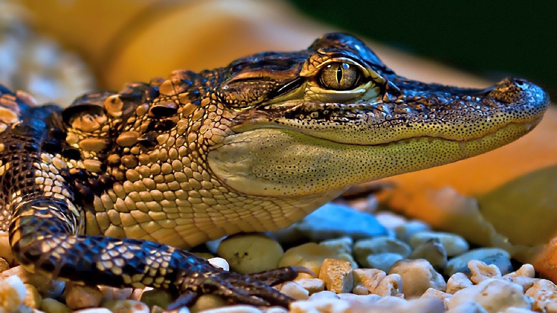 Crocodile: Caiman, Relatively small sized crocodilians. 1920x1080 Full HD Background.