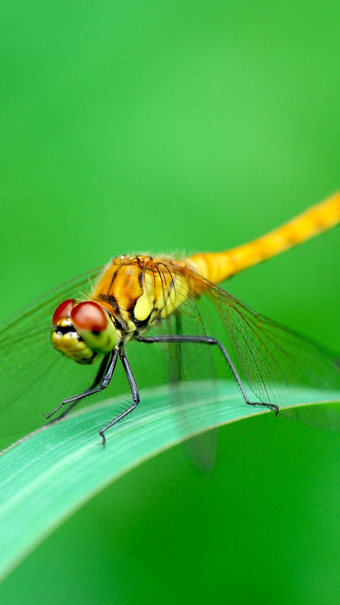 Dragonfly: Animals, Emperors Anax live throughout the Americas. 1440x2560 HD Background.