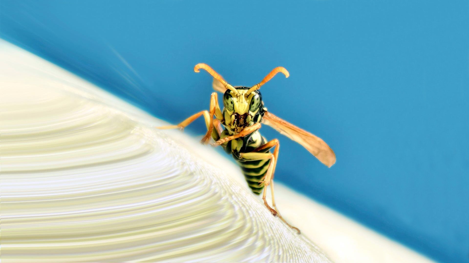 Wasp wallpapers, Insect beauty, Nature's tiny warriors, 4K resolution, 1920x1080 Full HD Desktop