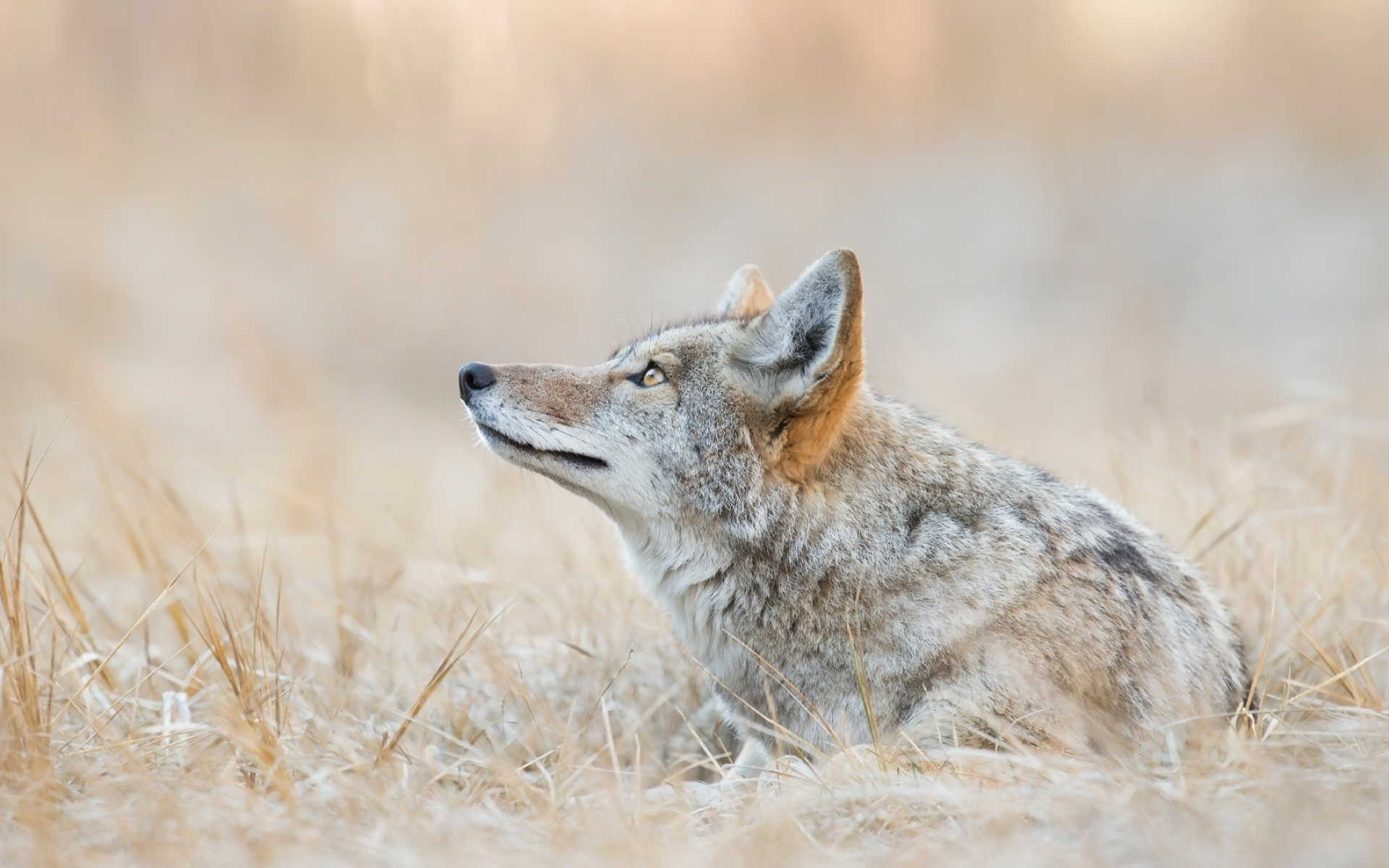 30 coyote wallpapers, Diverse collection, Stunning images, Visual variety, 1920x1200 HD Desktop