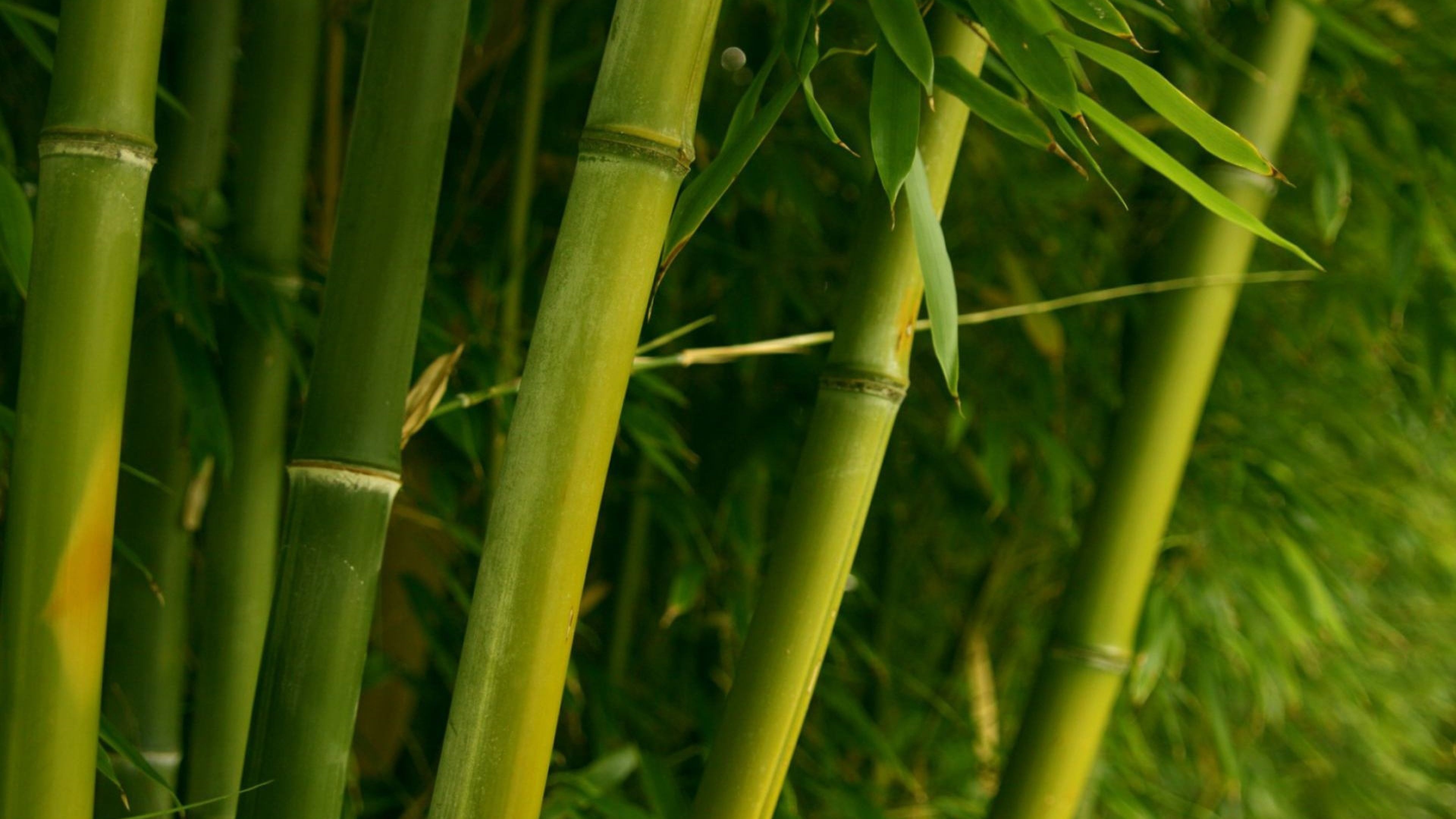 Bamboo: Evergreen perennial flowering plant, The largest members of the grass family. 3840x2160 4K Background.