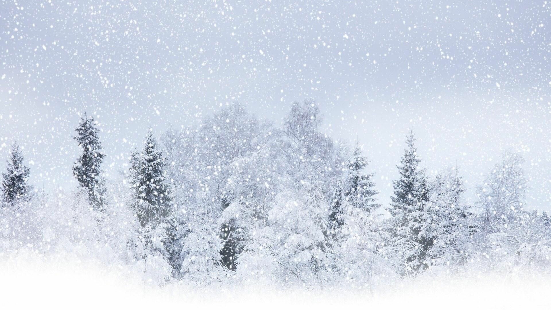 Snowfall: Winter forest, Precipitation, Blizzard, Woodland, Nature. 1920x1080 Full HD Background.