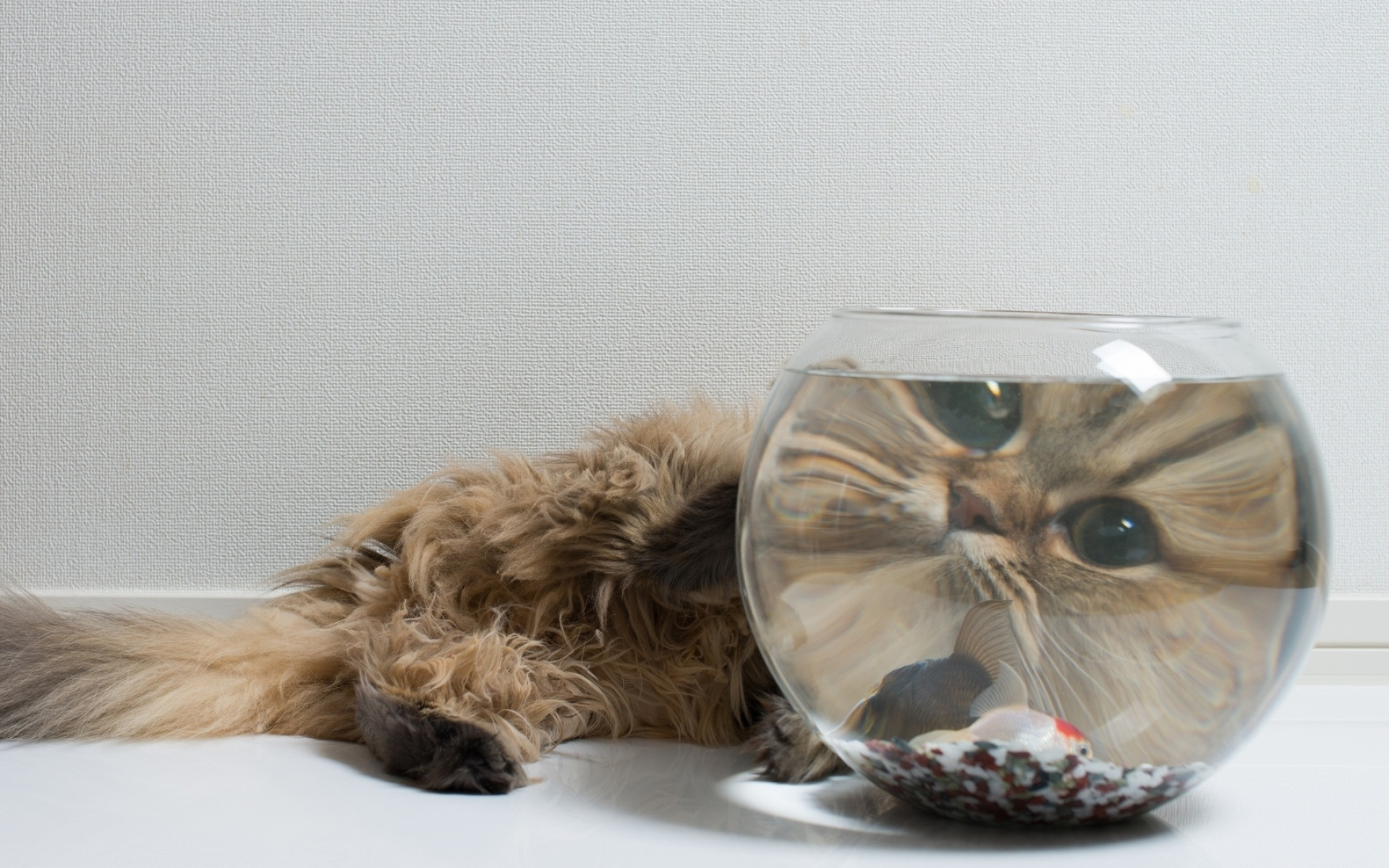 Fishbowl, Fluffy cat, Unique perspective, Animal wallpapers, 1920x1200 HD Desktop