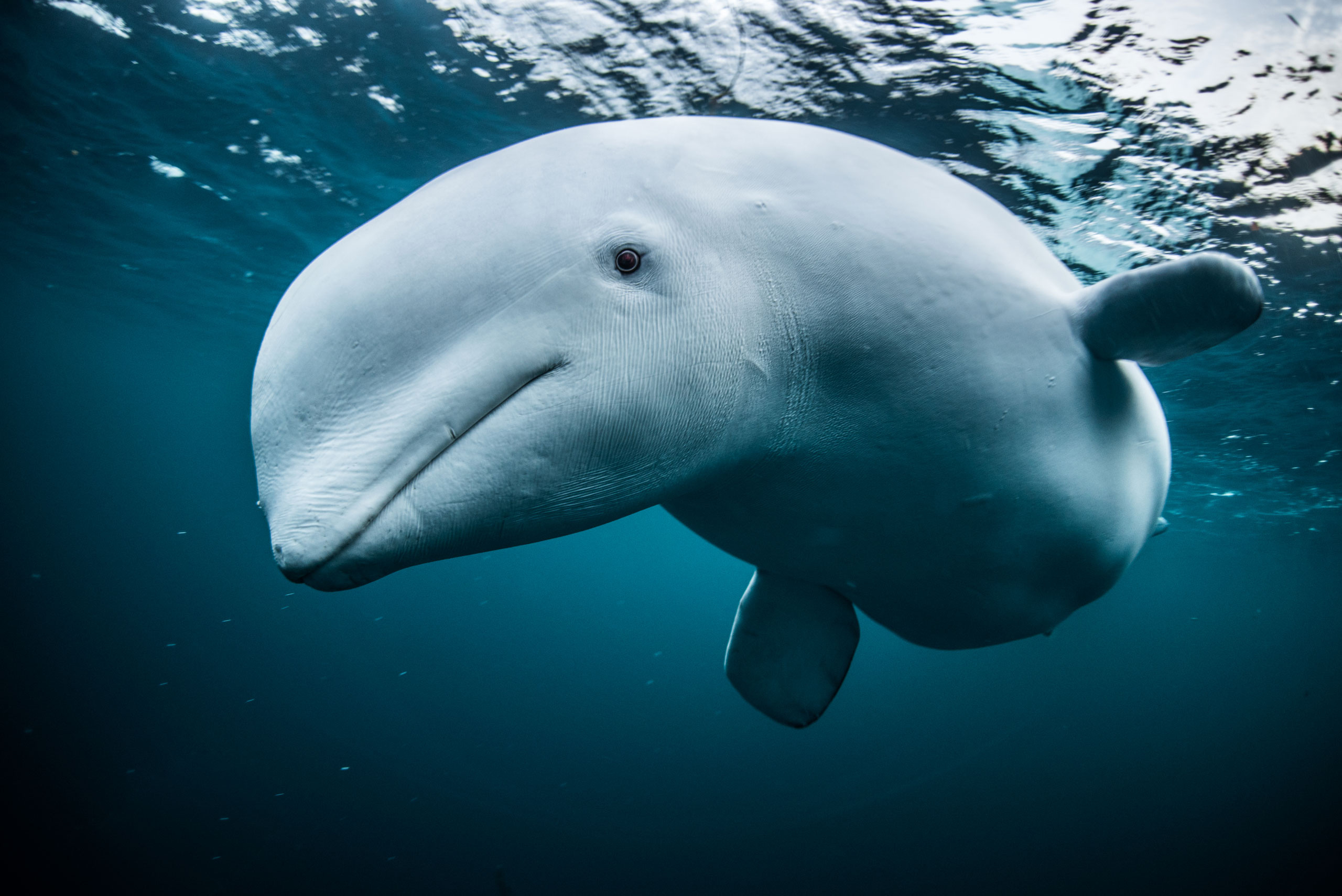 Beluga Whale, Lost beluga's story, Interview with whale biologist, Saving our marine ecosystems, 2560x1710 HD Desktop