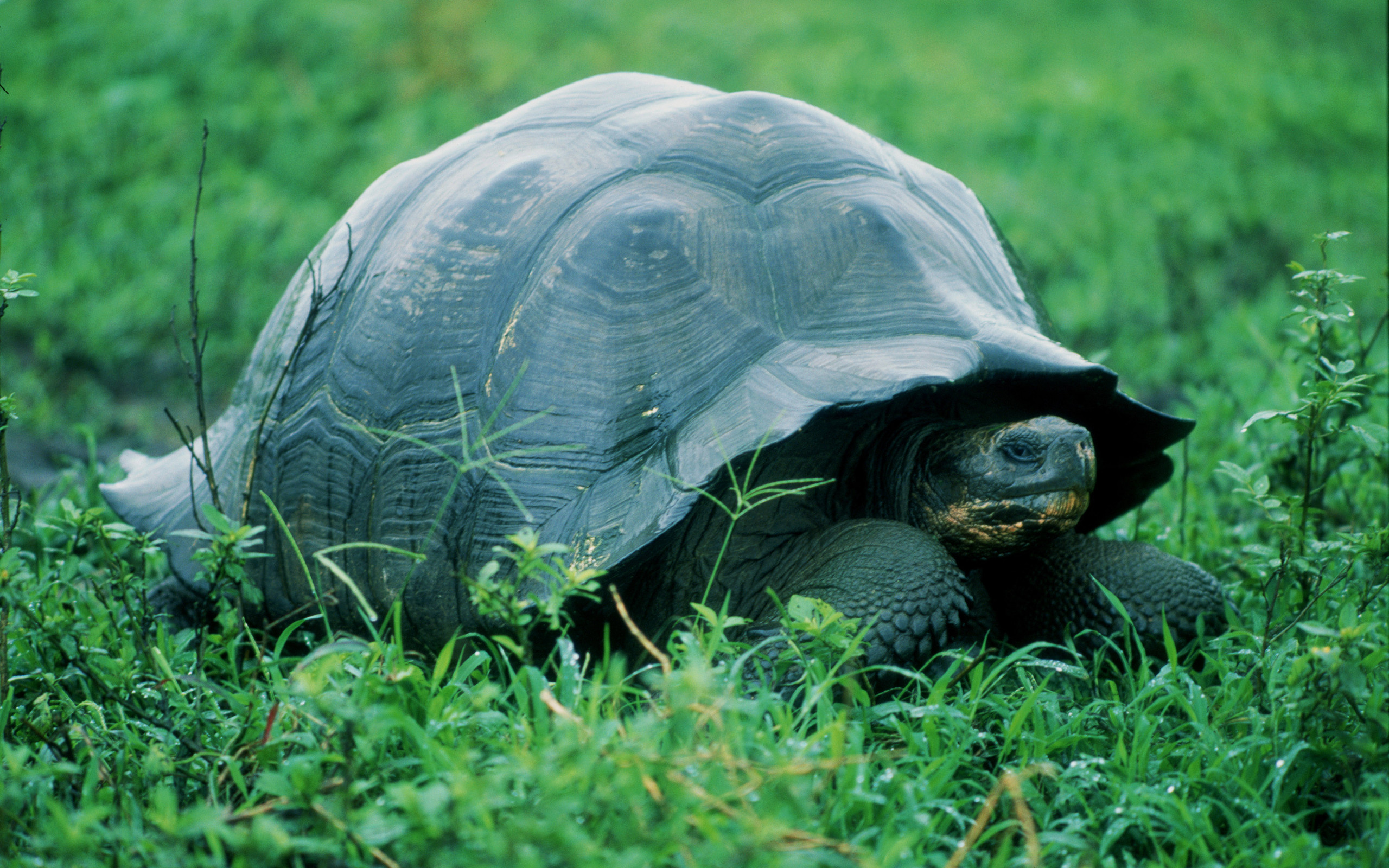 Tortoise wonders, Nature's living relics, Exquisite reptilian art, Wildlife photography, 2560x1600 HD Desktop