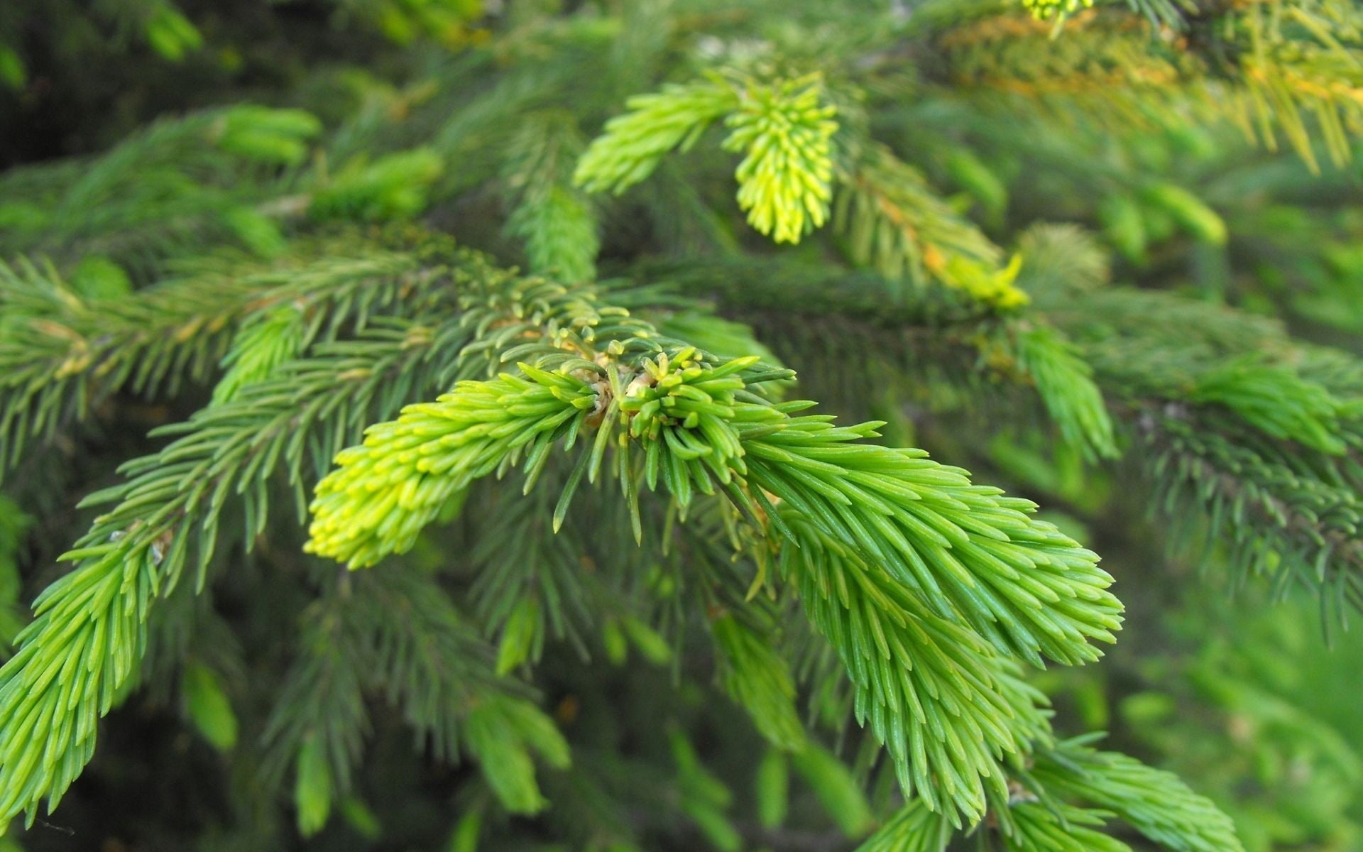 Green leaves, Nature beauty, Spruce trees, HD wallpaper, 1920x1200 HD Desktop