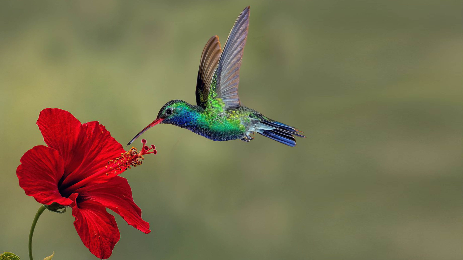 Hummingbird, Exotic flower visitor, Stunning colors, Mobile wallpaper, 1920x1080 Full HD Desktop