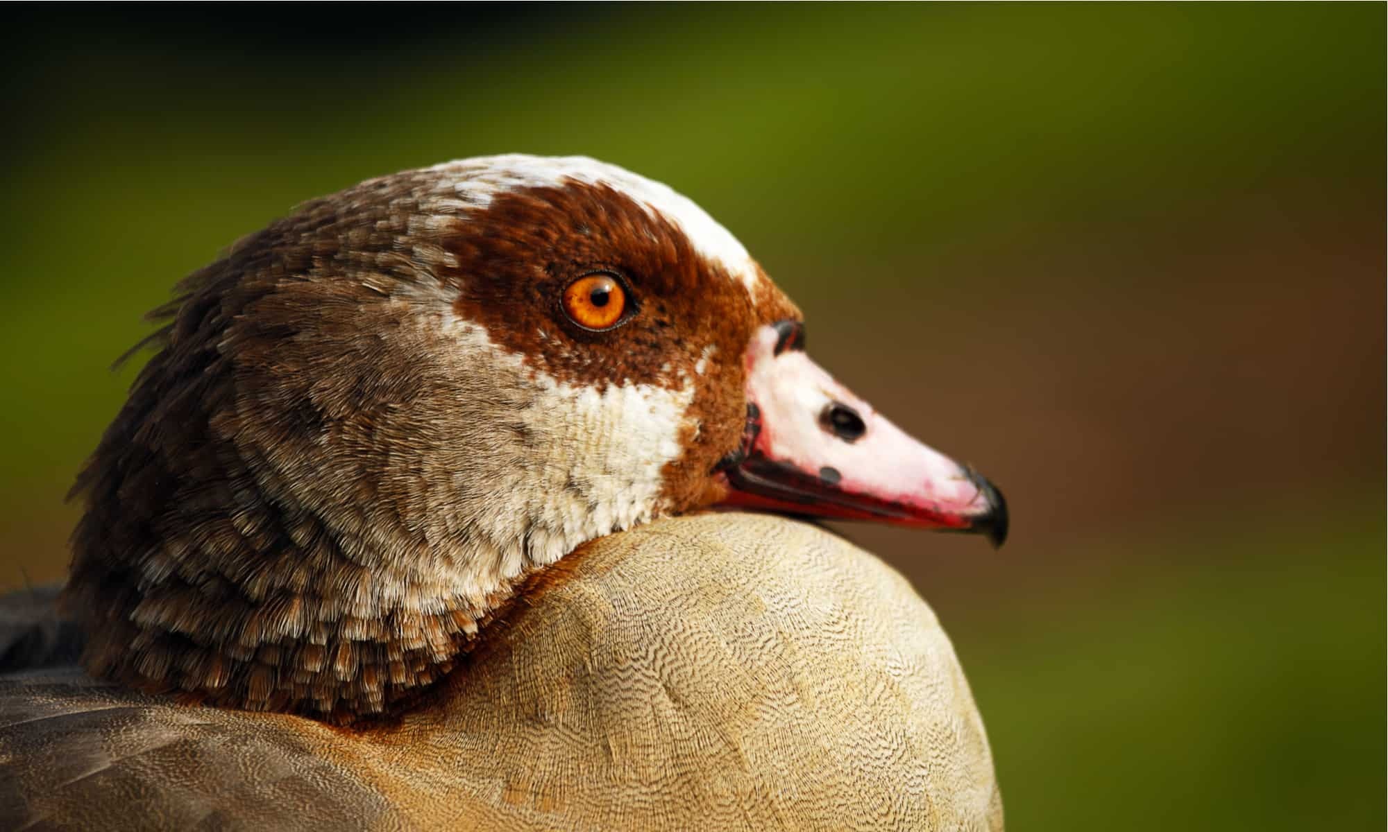 Egyptian goose, Majestic bird, Nature's marvel, Animal photography, 2000x1200 HD Desktop