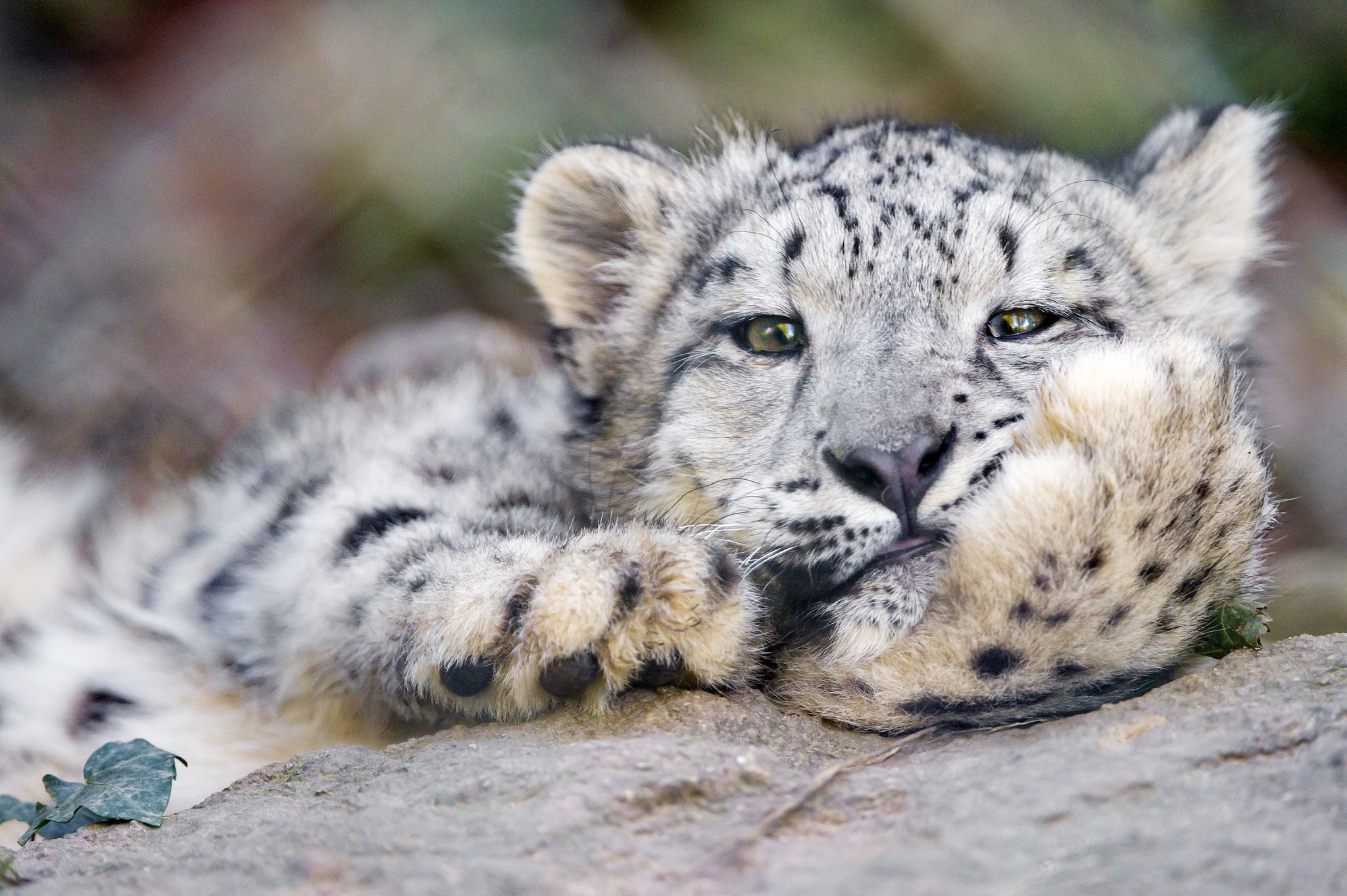 Snow Leopard, Pin on, Snow leopard, Animals, 2050x1370 HD Desktop