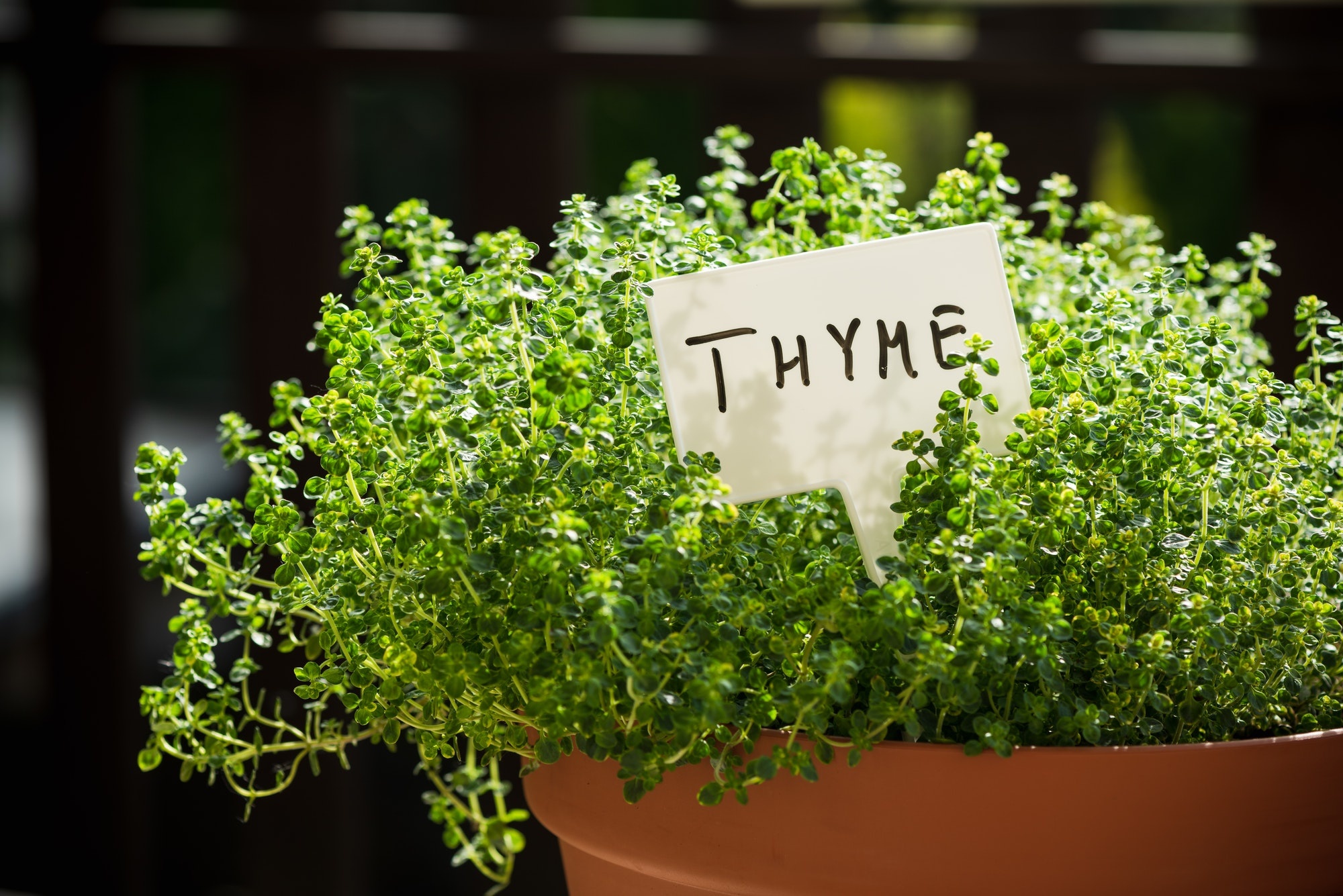 Thyme companion plants, Planting advice, Gardening tips, Thehometome suggestions, 2000x1340 HD Desktop
