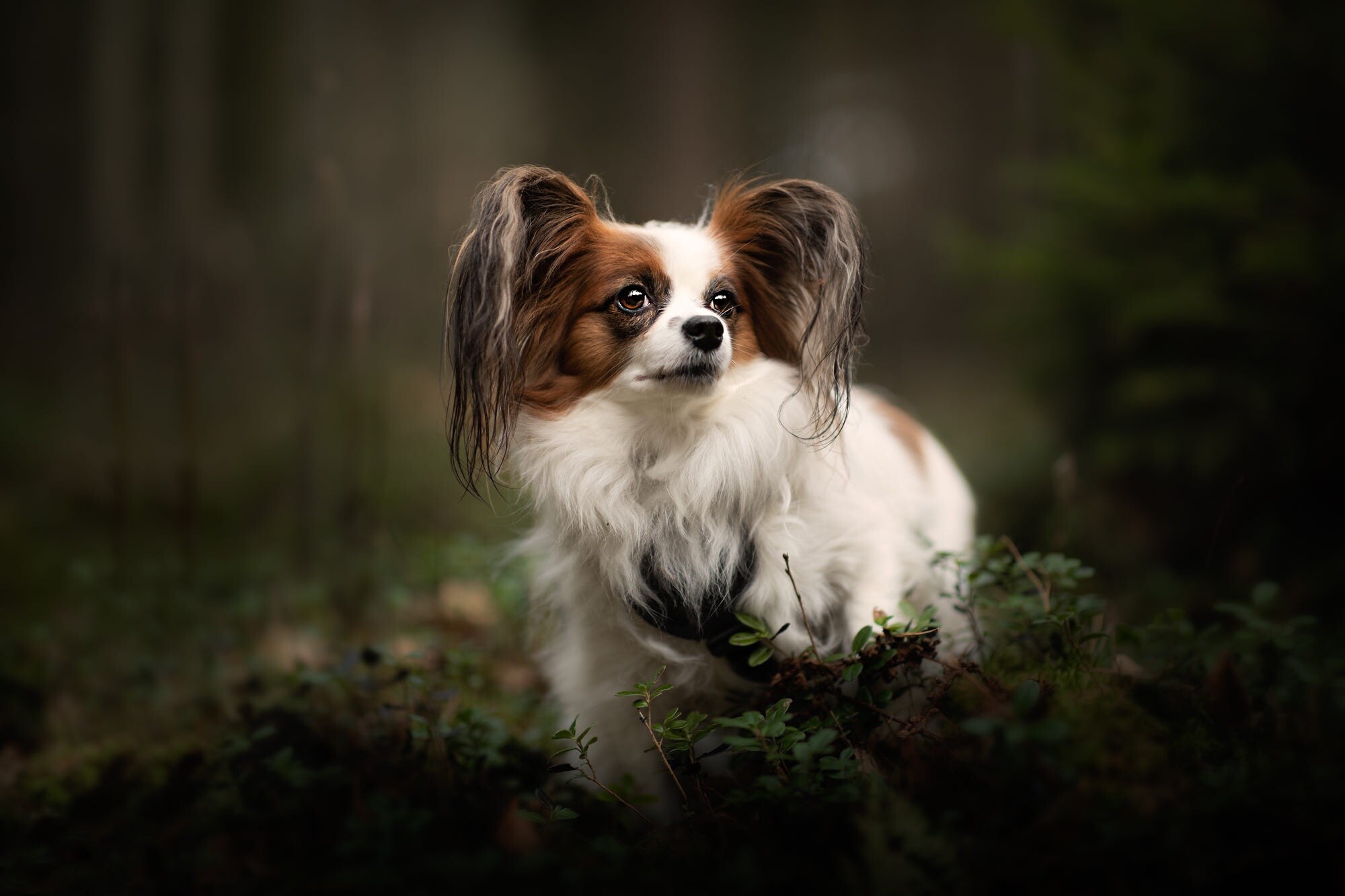 Papillon Dog: The breed can live up to 17 years, Toy Spaniel, Animal. 2000x1340 HD Background.