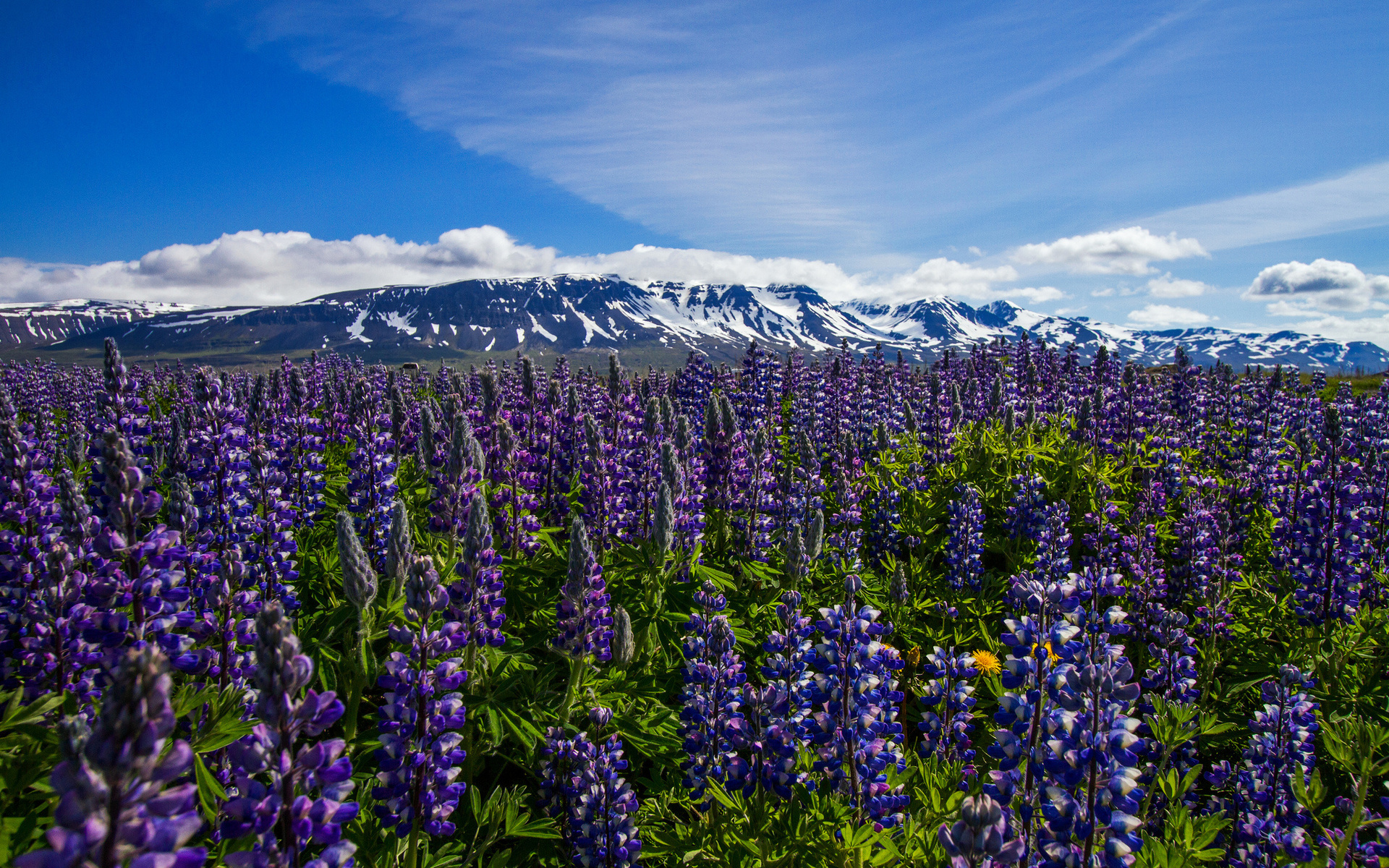 Bluebonnet, Iceland landscapes, HD nature wallpapers, Stunning scenery, 1920x1200 HD Desktop