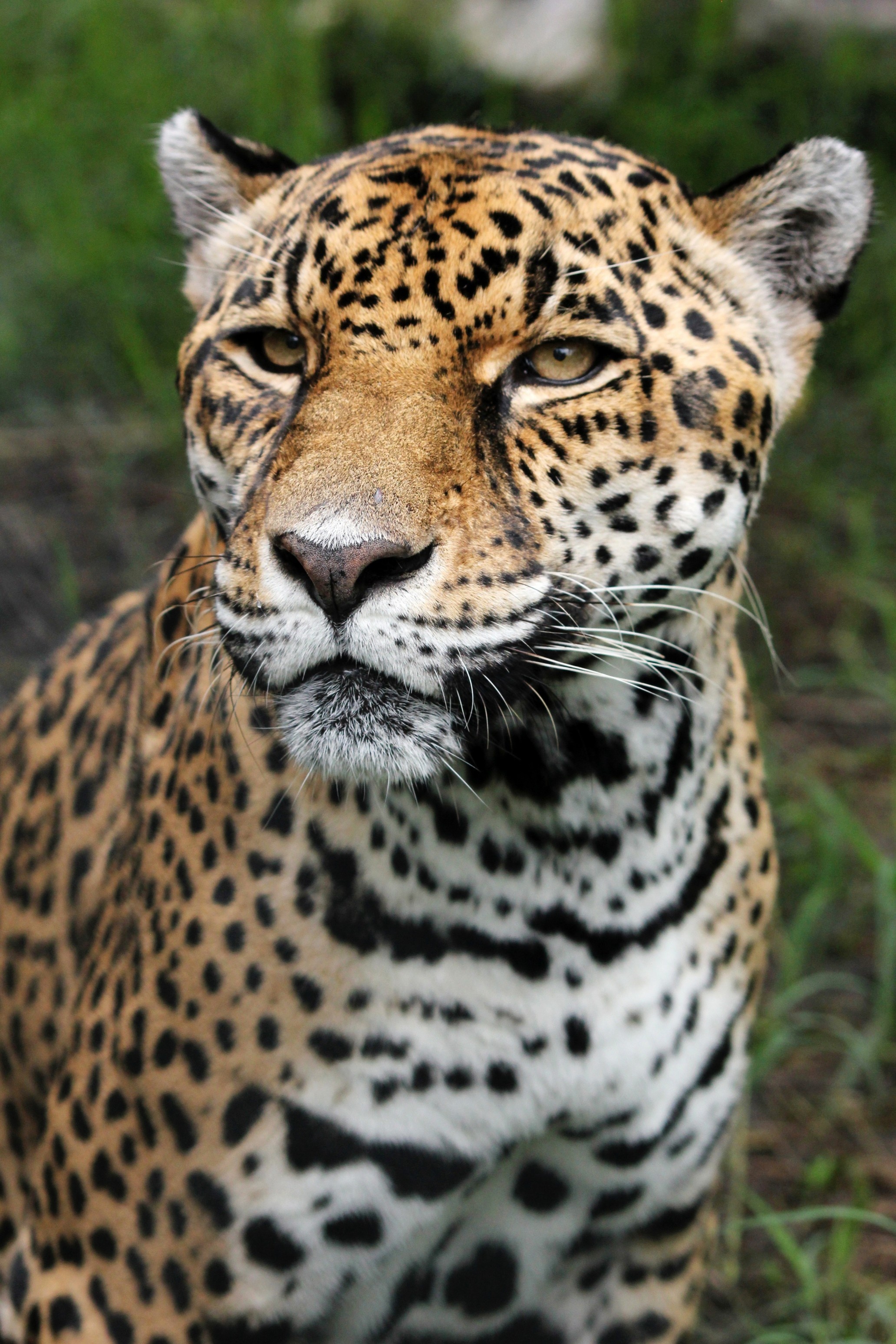 Leopard, Zeitzeuge im Kriegsgebiet, Der persische leopard, Mondberge, 2070x3100 HD Handy