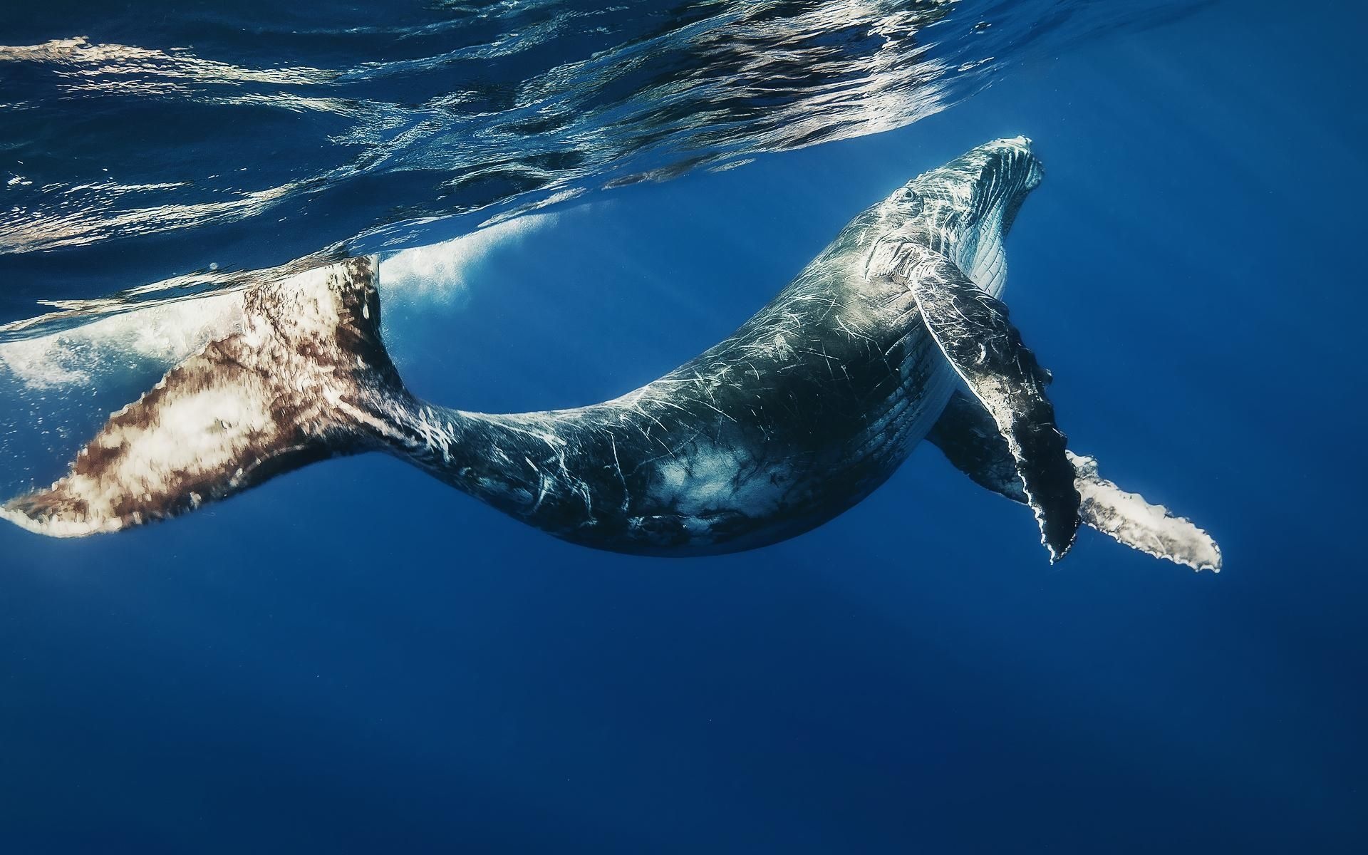 Ocean whale wallpapers, Marine mammal, Ocean life, Whale photography, 1920x1200 HD Desktop