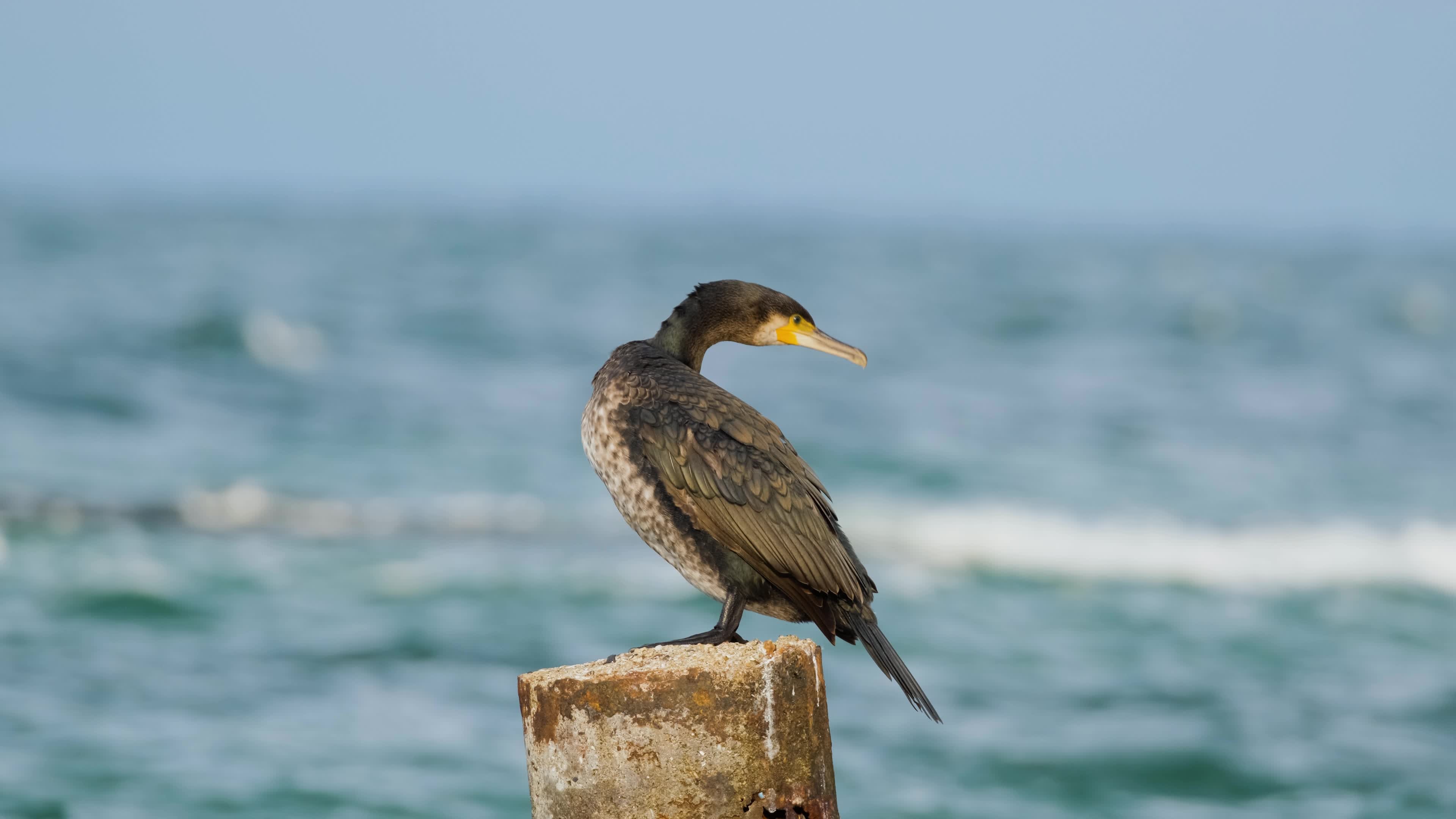Black cormorant against sea backdrop, Nature's contrast, Avian beauty, Majestic scenery, 3840x2160 4K Desktop