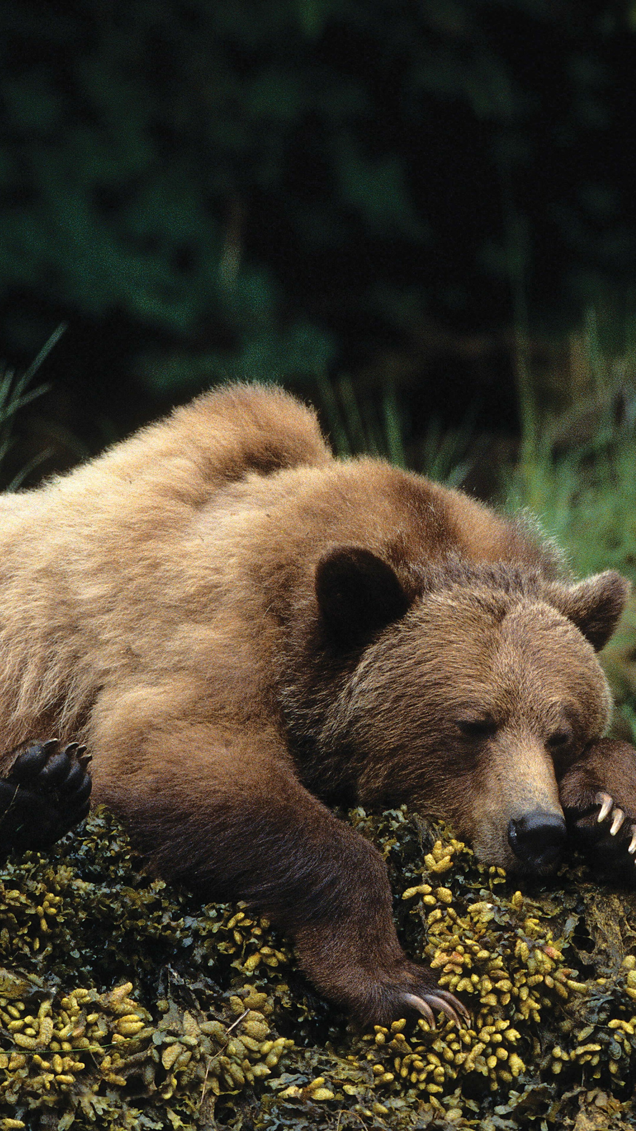 Bear: Mammal, Have been hunted since prehistoric times for their meat and fur. 2160x3840 4K Background.