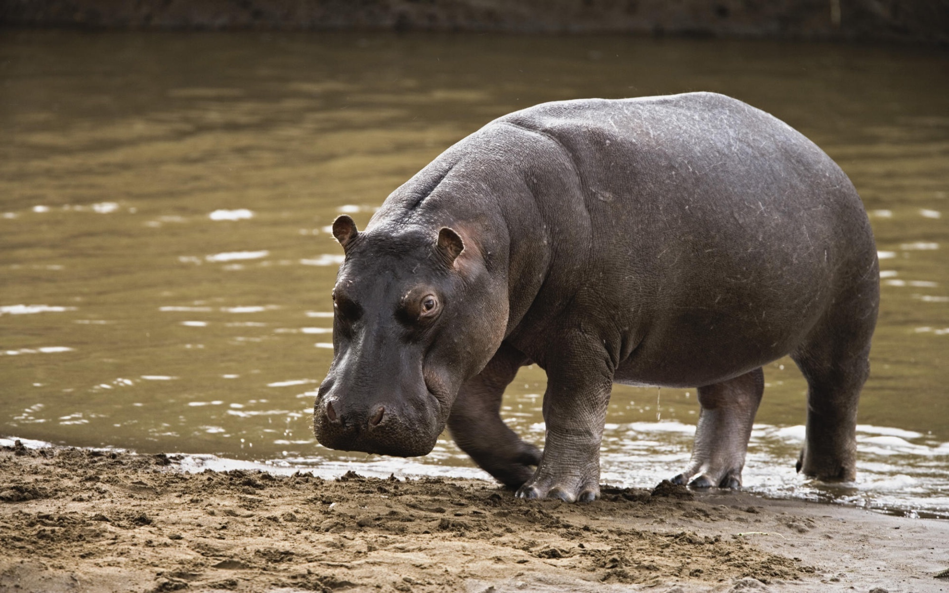 Hippopotamus HD desktop wallpaper, High-quality image, Stunning background, Wildlife beauty, 1920x1200 HD Desktop