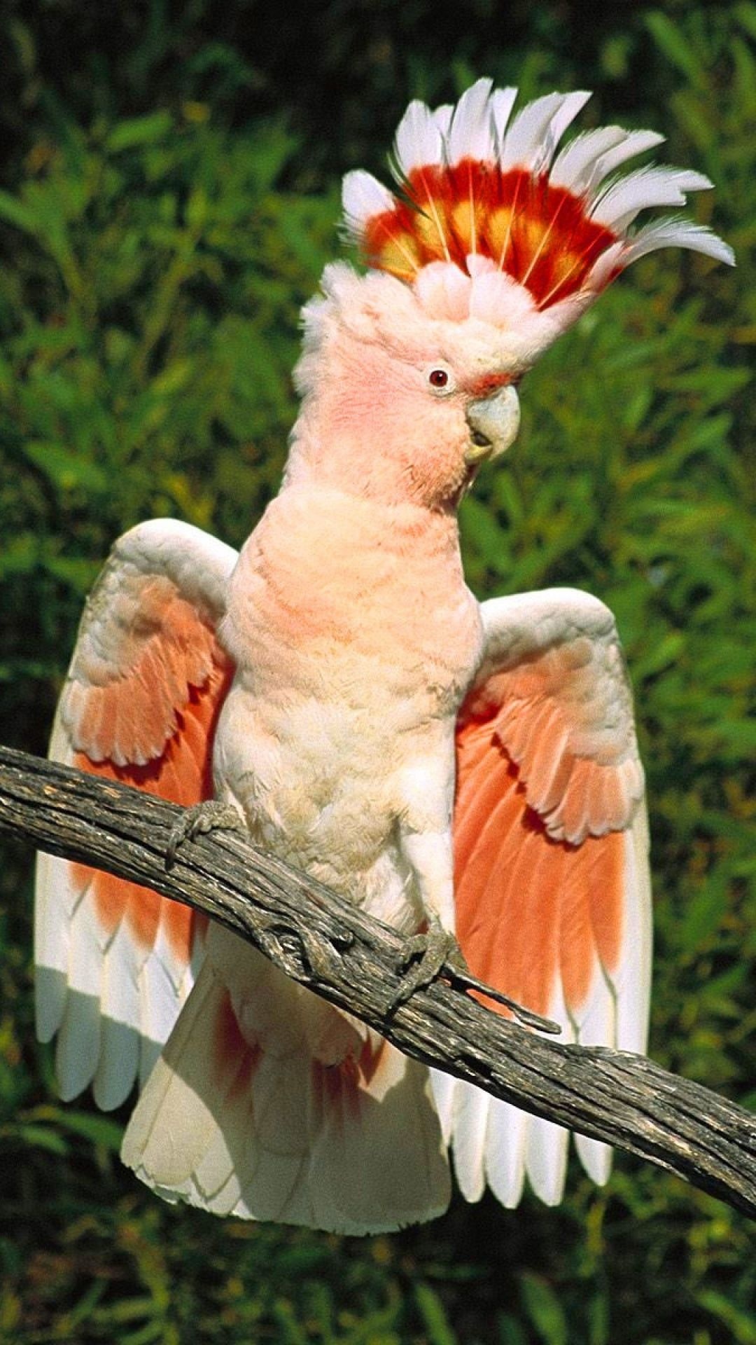 Cockatoo: Inca Parrot, Bright Color Plumage, Subtropical Region. 1080x1920 Full HD Wallpaper.