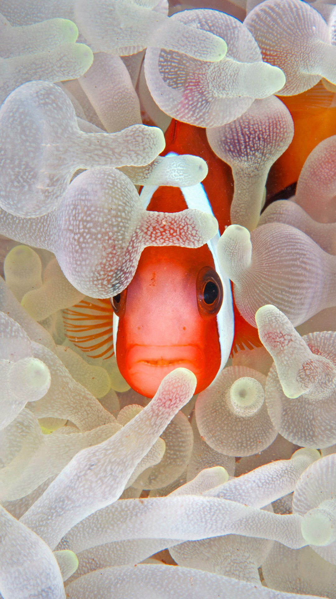 Fish: Anemonefish, Endemic to the warmer waters of the Indian Ocean. 1080x1920 Full HD Background.