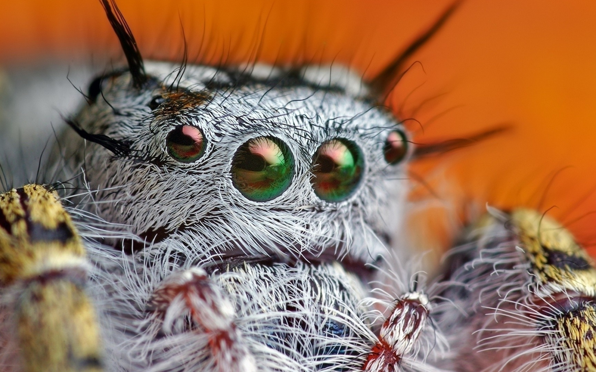 Spider, Jumping spider wallpaper, Natural beauty, Wallpapers collection, 1920x1200 HD Desktop