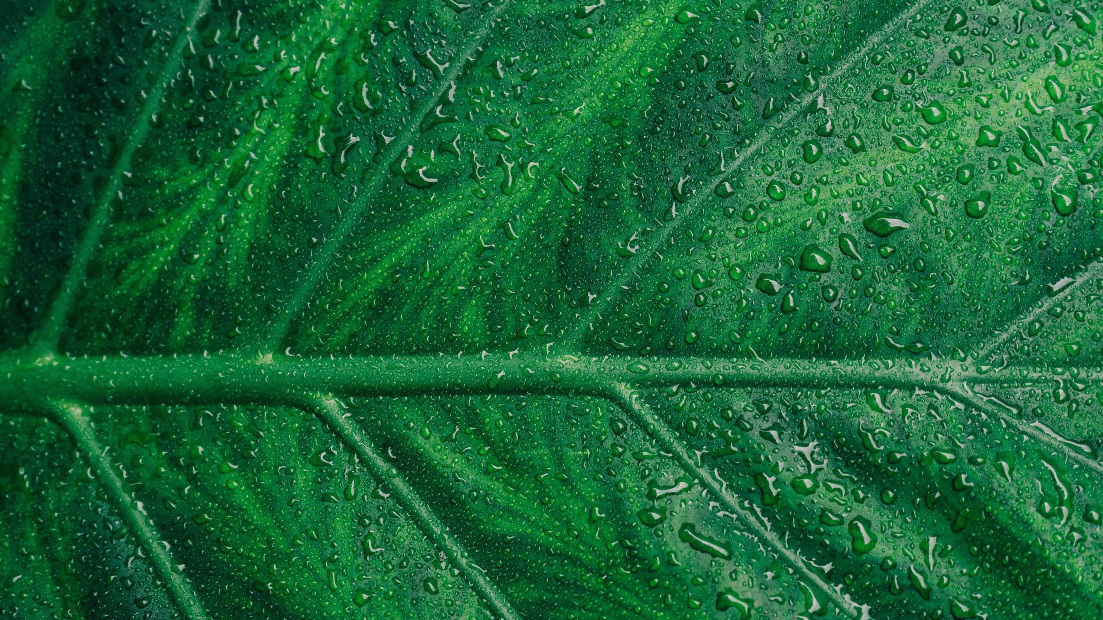 Leaf: Draw water from the ground in the transpiration stream through a vascular conducting system known as xylem. 3840x2160 4K Background.
