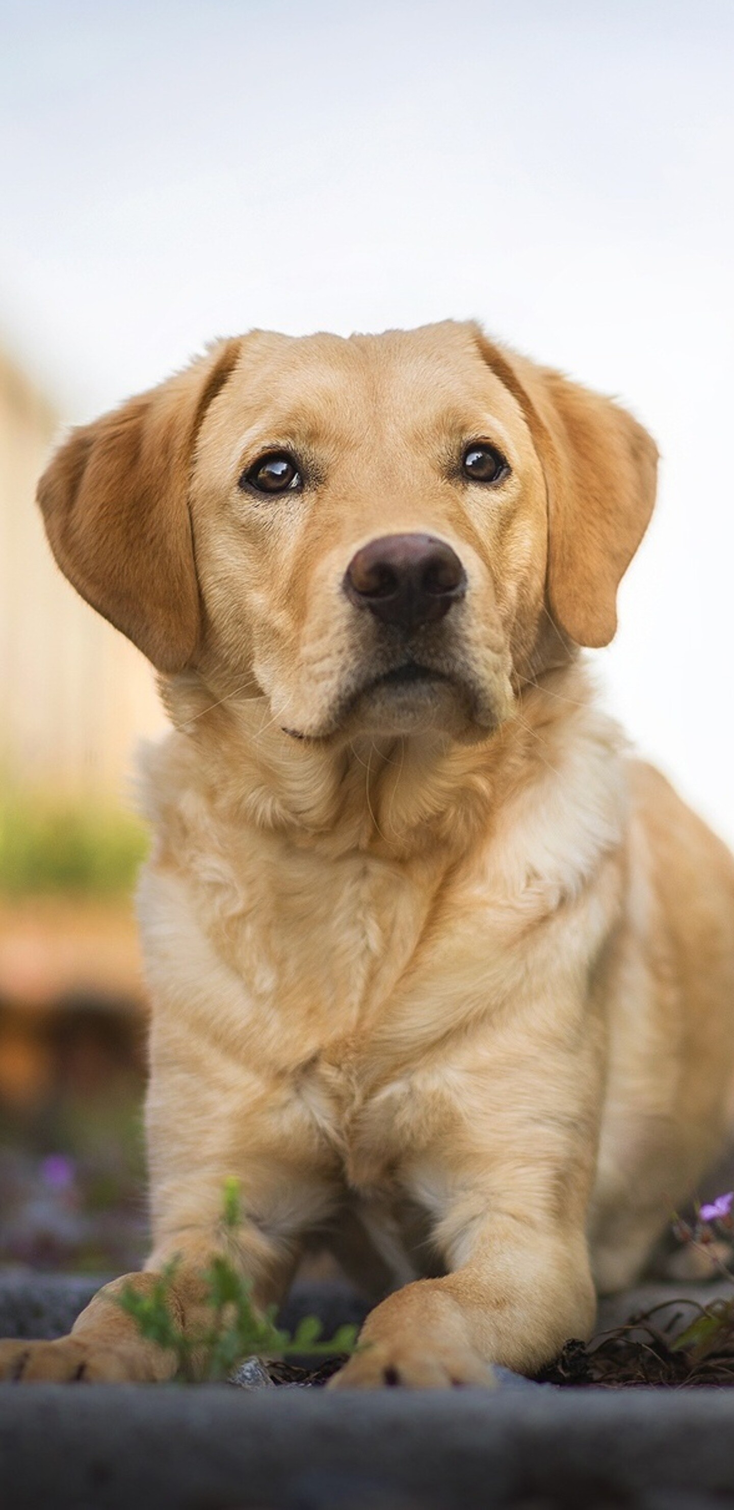 Labrador Retriever: The breed is registered in three colors: solid black, yellow, and chocolate. 1440x2960 HD Wallpaper.