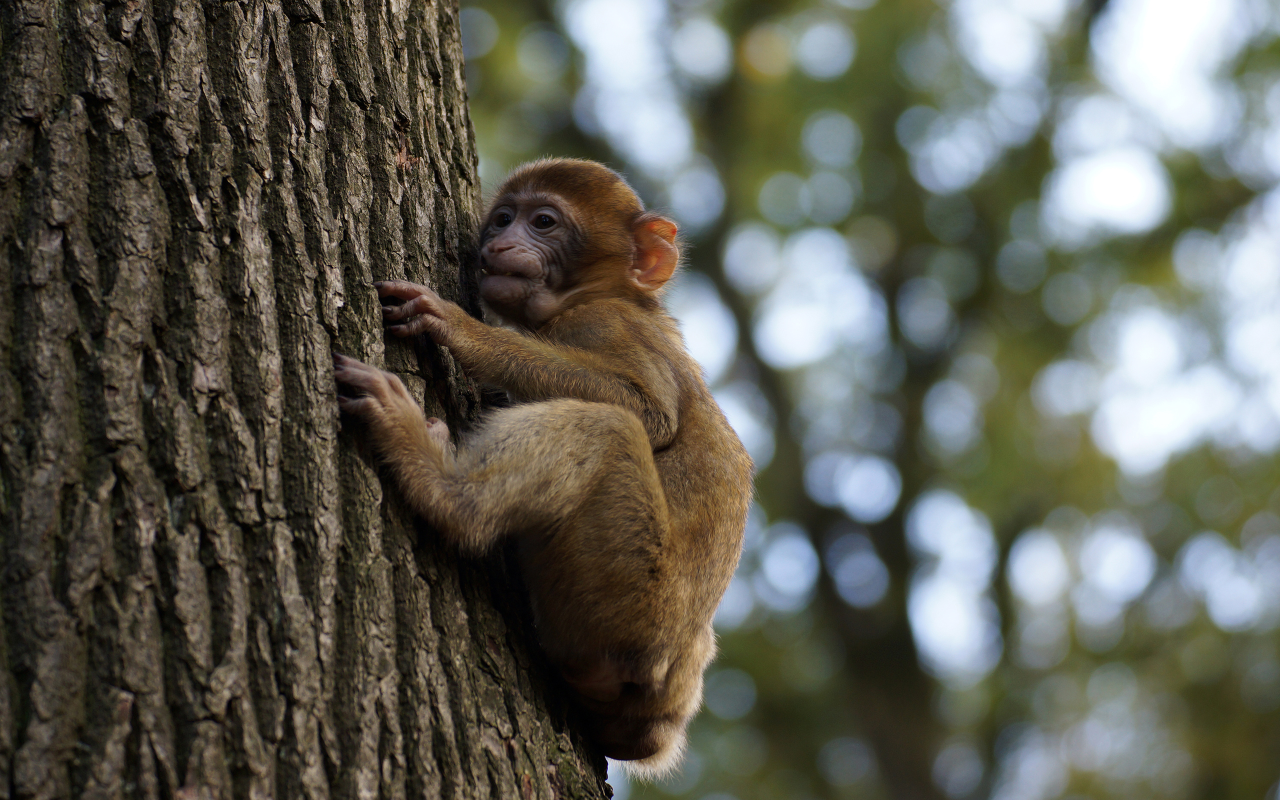 Tree monkey baby, HD desktop backgrounds, Monkey wallpapers, 2560x1600 HD Desktop