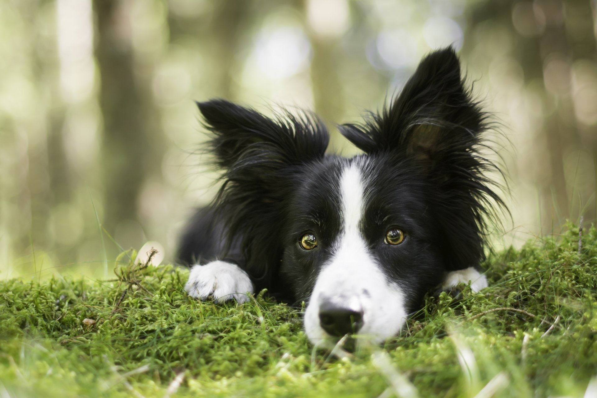 Collie wallpapers, Canine beauty, Border Collie background, Stunning visuals, 1920x1280 HD Desktop