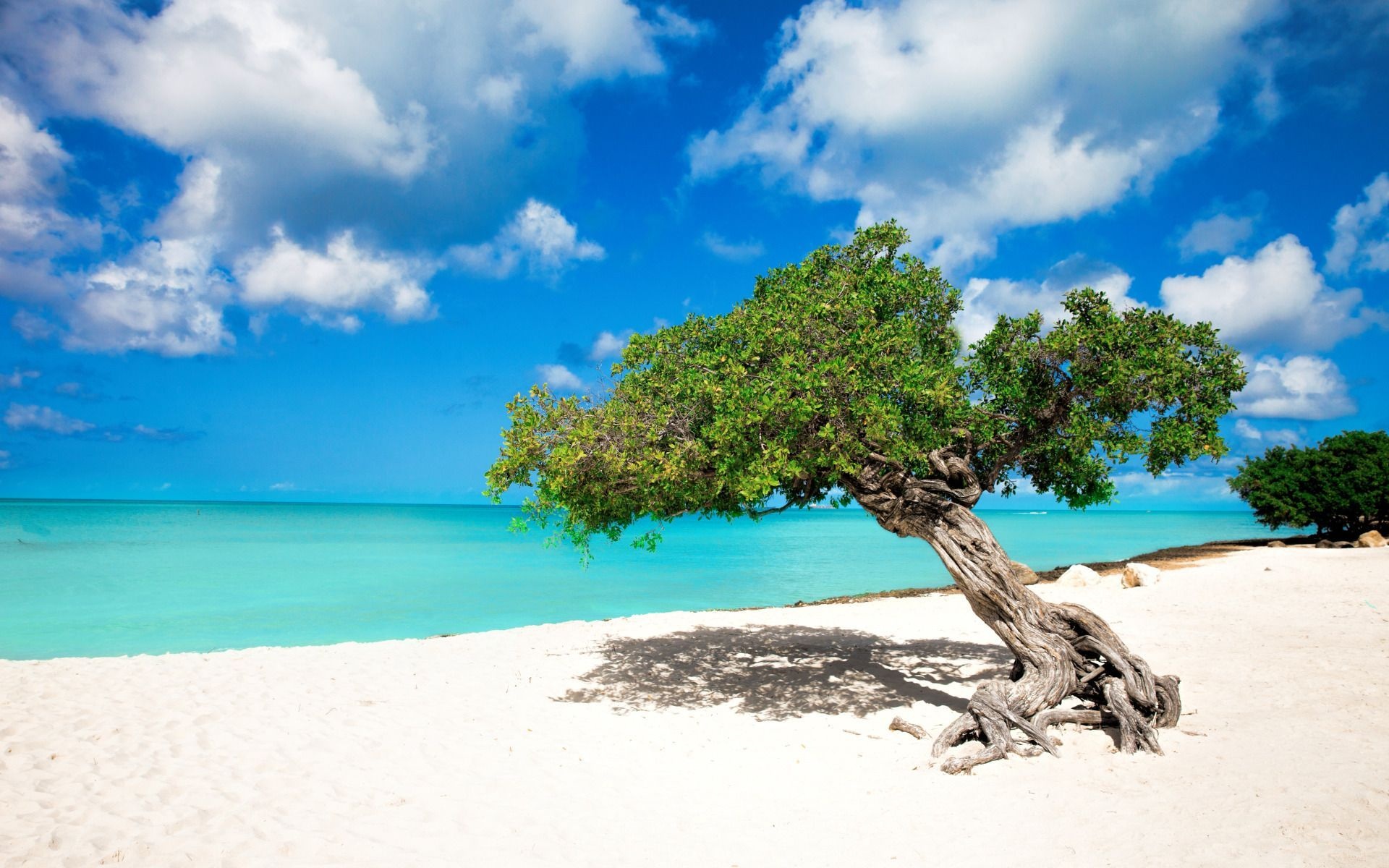 Aruba Island, Coastal scenery, Beachside paradise, Idyllic shores, 1920x1200 HD Desktop