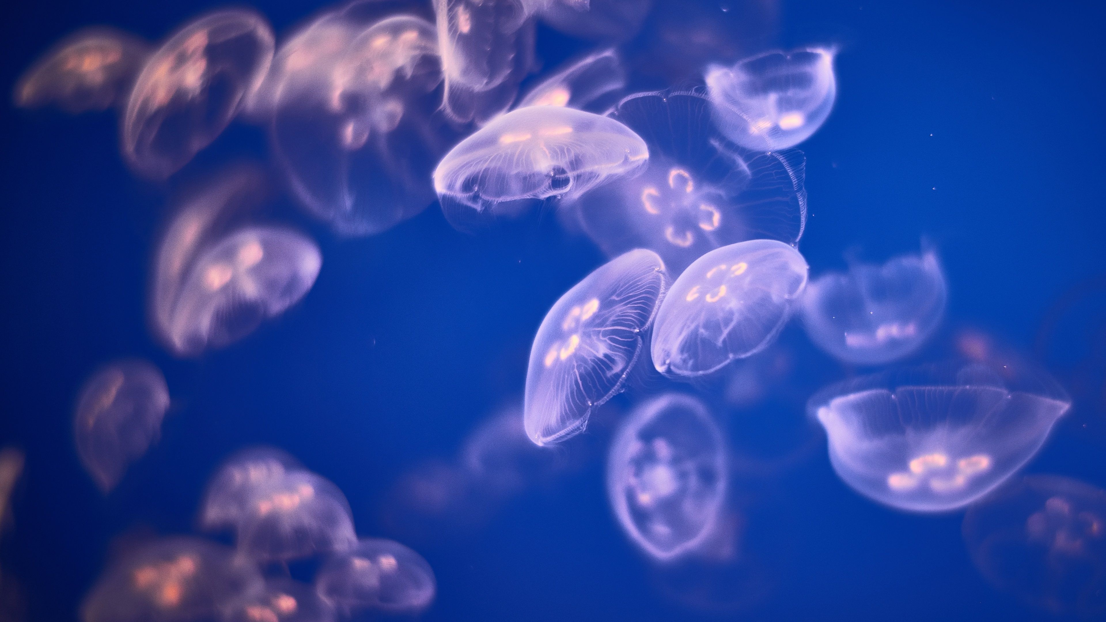 Captivating jellyfish, Oceanic elegance, Vibrant sea life, Artistic iPhone wallpaper, 3840x2160 4K Desktop