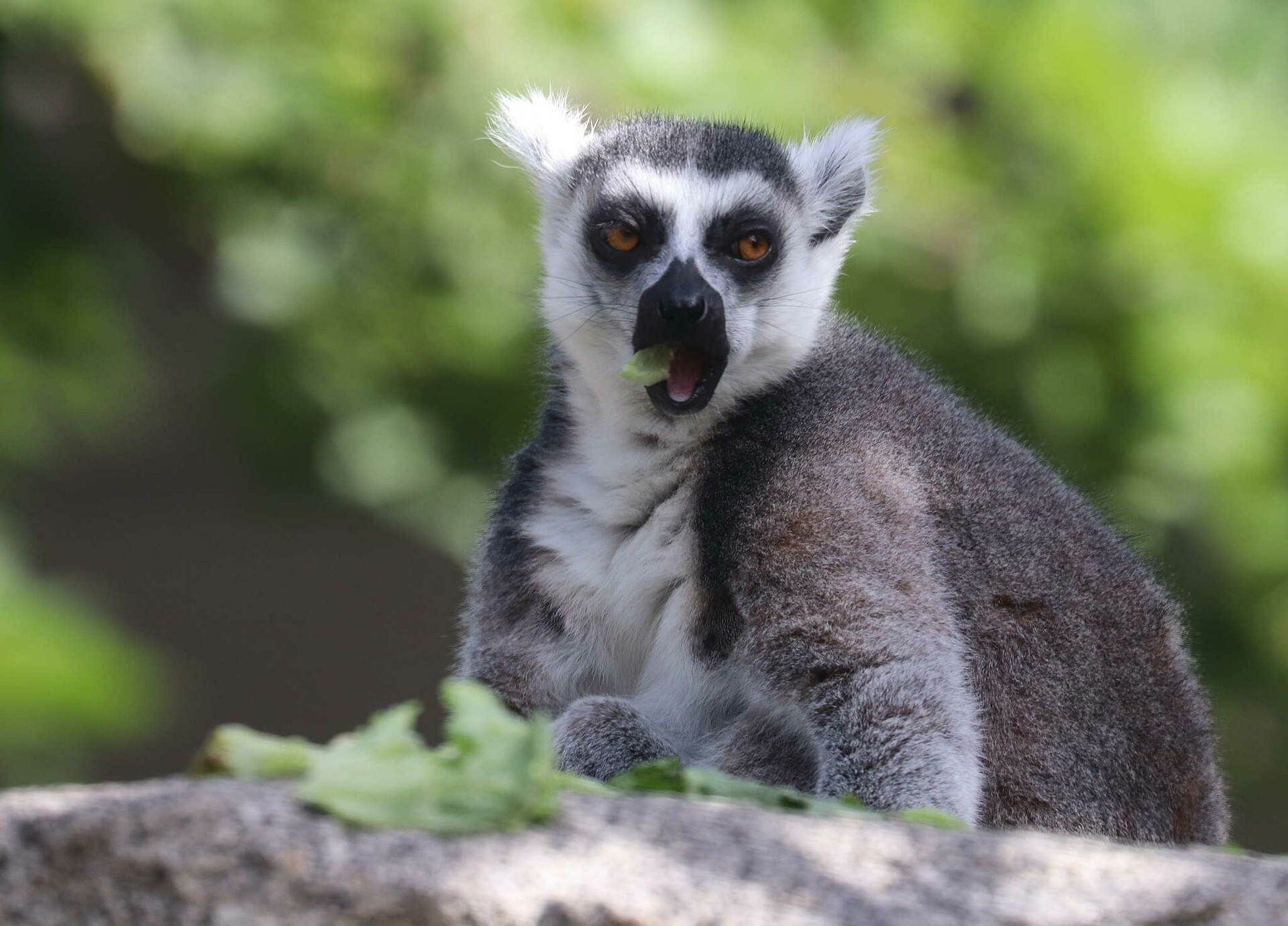 Ring Tailed Lemur, Artistic portrayal, Striking visuals, Madagascar's beloved primate, 1920x1380 HD Desktop