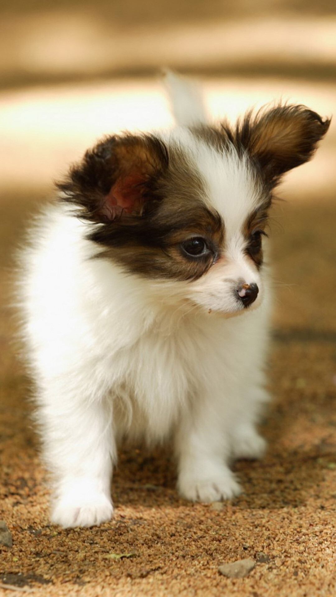 Puppy: The family Canidae, Pup, Canis familiaris. 1080x1920 Full HD Wallpaper.