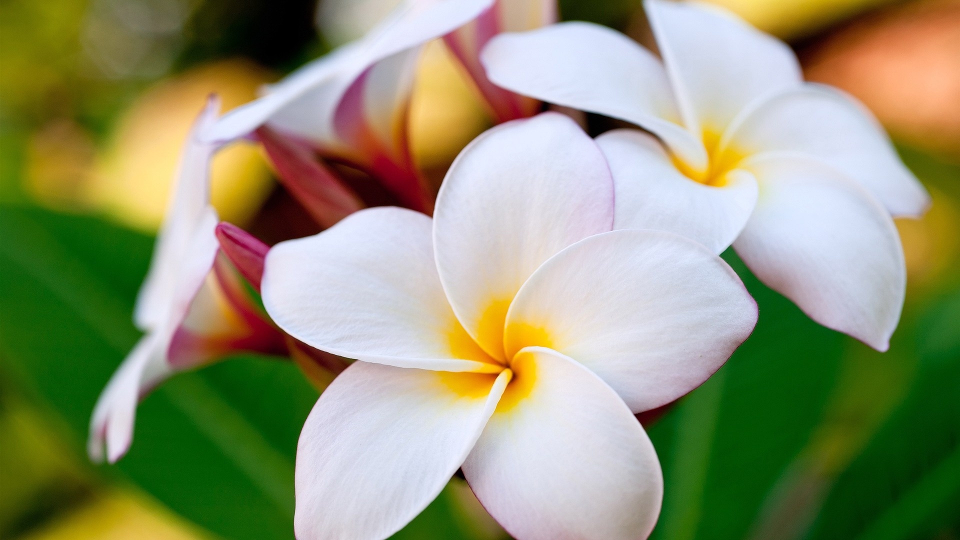 Hawaiian flower wallpaper, Tropical paradise, Exotic blooms, Floral splendor, 1920x1080 Full HD Desktop