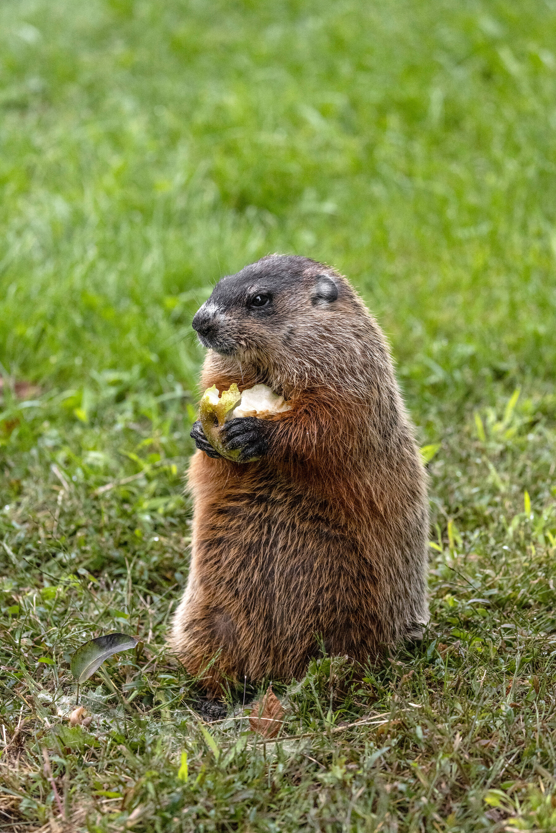 Groundhog, Munching marmots emerge, 1800x2700 HD Handy