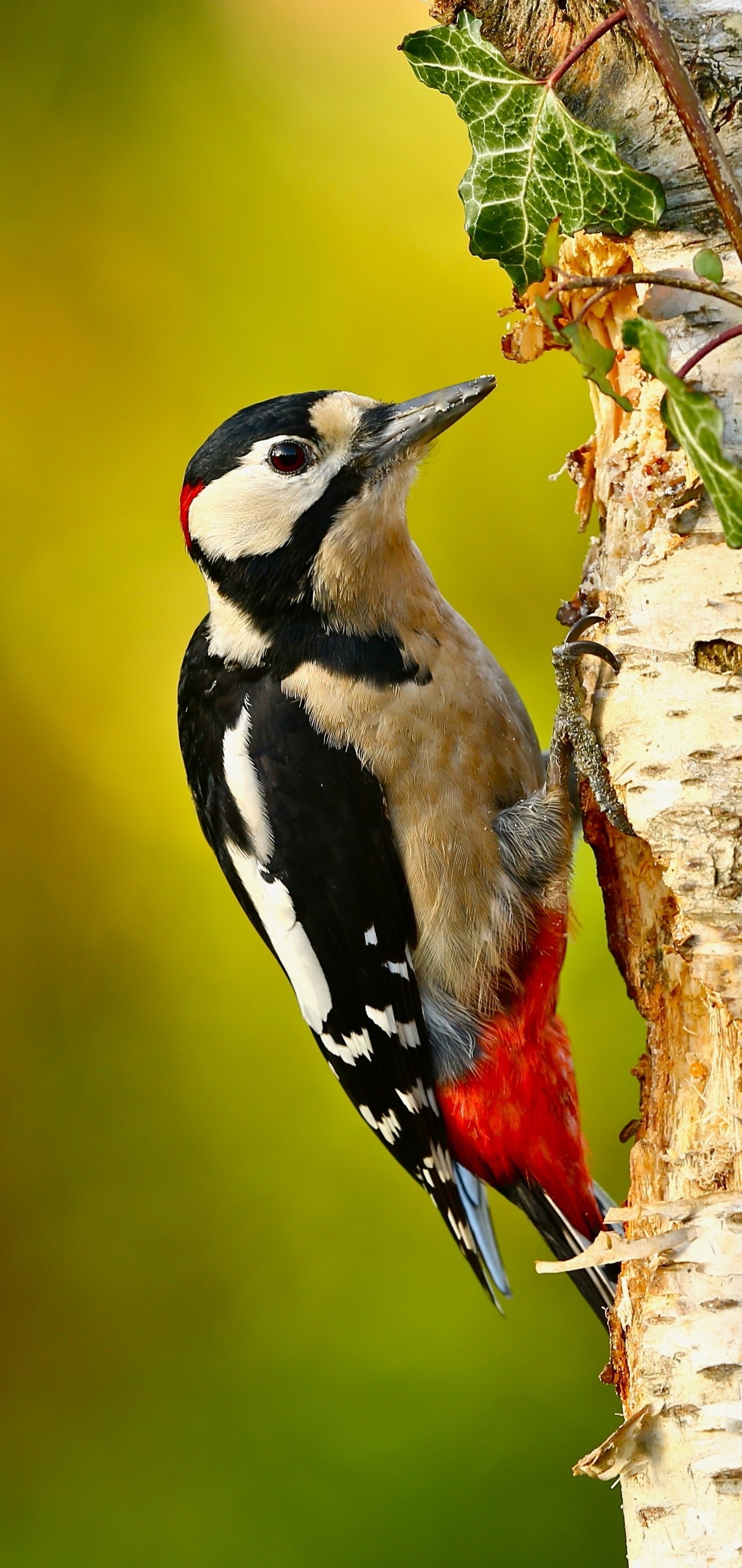 Woodpecker, Fascinating creature, Nature's marvel, Feathered friend, 1440x3040 HD Handy