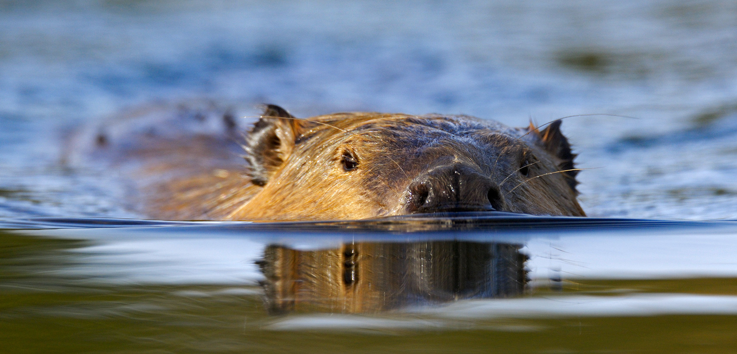 Saltwater beavers, Environmental impact, Ecosystem balance, Coastal habitat, 2500x1210 Dual Screen Desktop