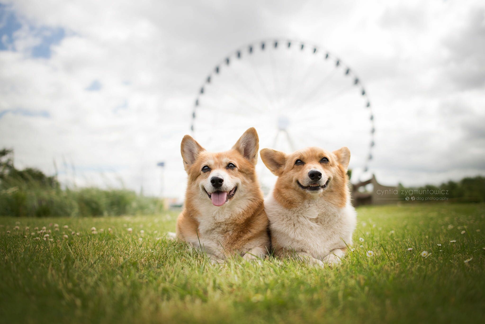 Corgi: Breed have short legs, placing it bodie close to the ground. 2050x1370 HD Wallpaper.