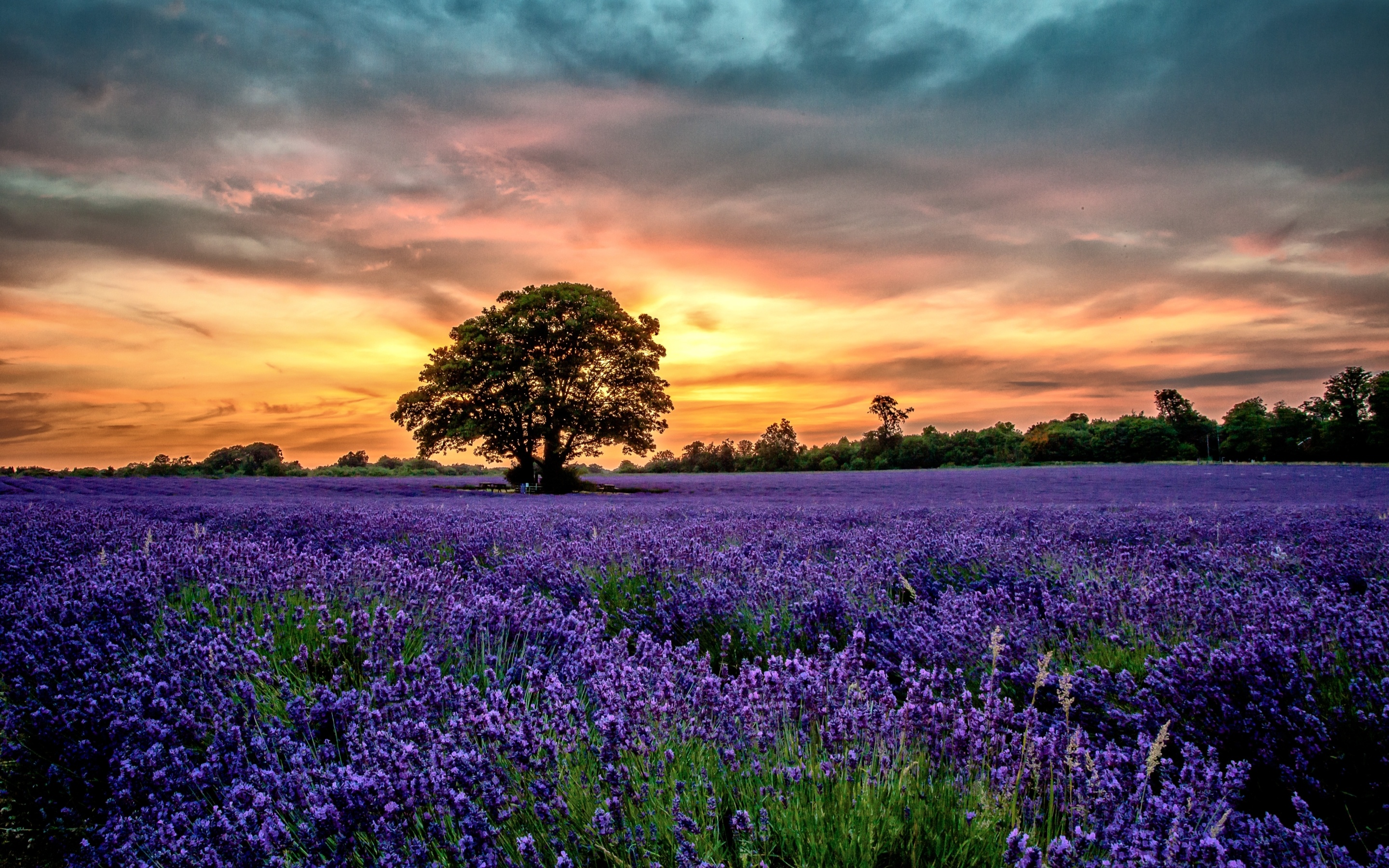 Love of lavender, MacBook Air wallpaper, Botanical bliss, Floral perfection, 2880x1800 HD Desktop