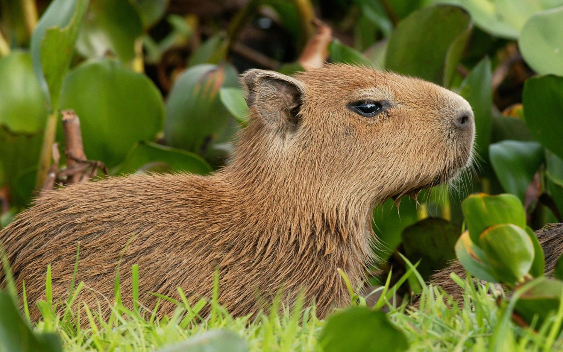 Cute capybara wallpapers, 4K resolution, Adorable backgrounds, Rodent delight, 1920x1200 HD Desktop