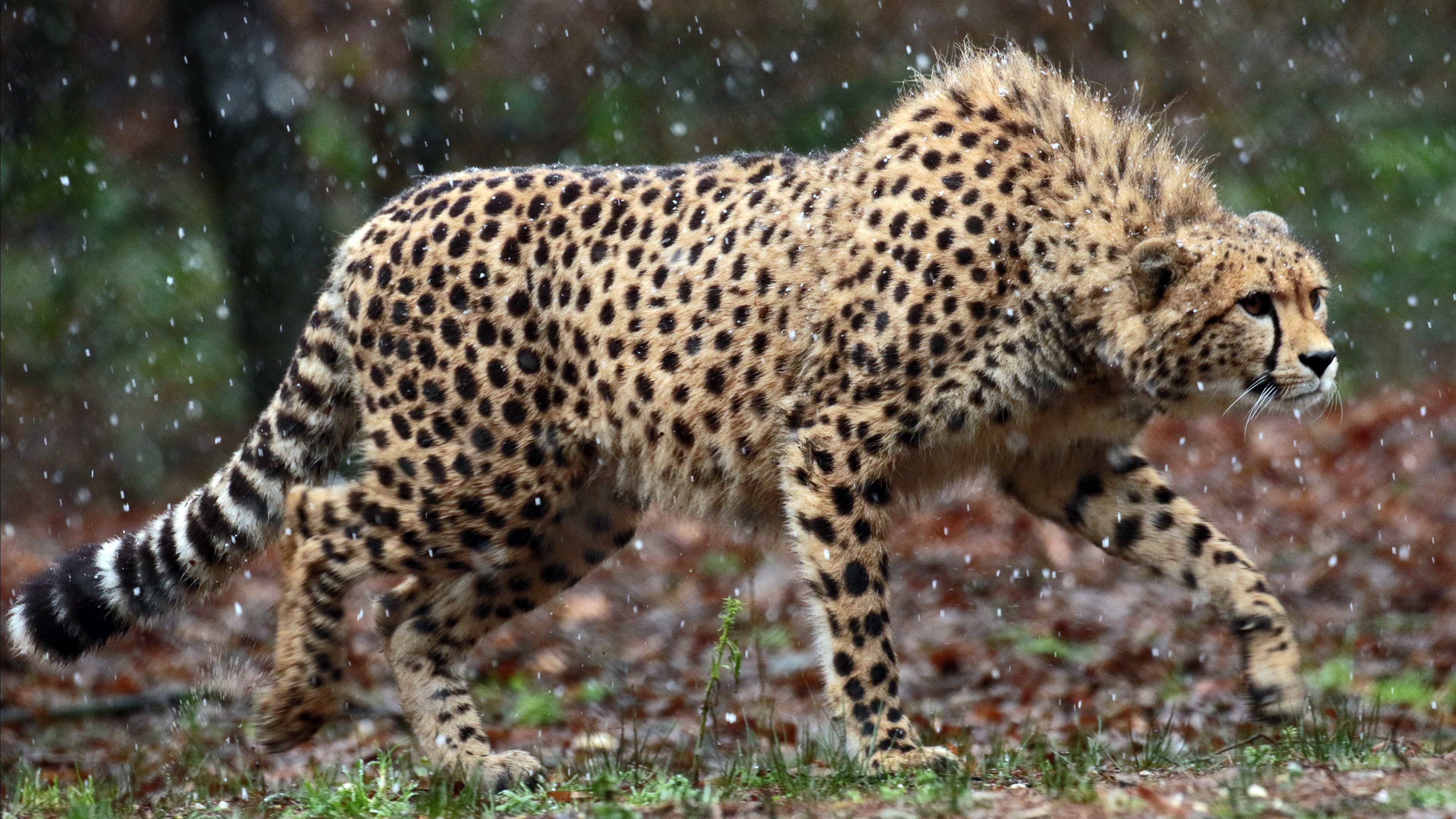 Wild cheetah, Fastest land animal, Free download, Jooinn wildlife, 3840x2160 4K Desktop