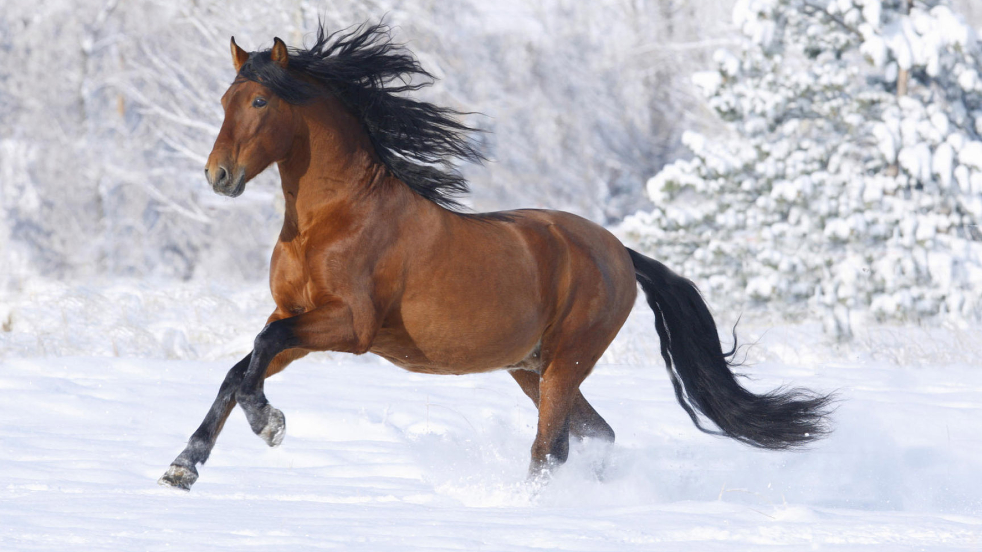 Horse: Galloping yearling, Terrestrial animal, Mane. 1920x1080 Full HD Wallpaper.