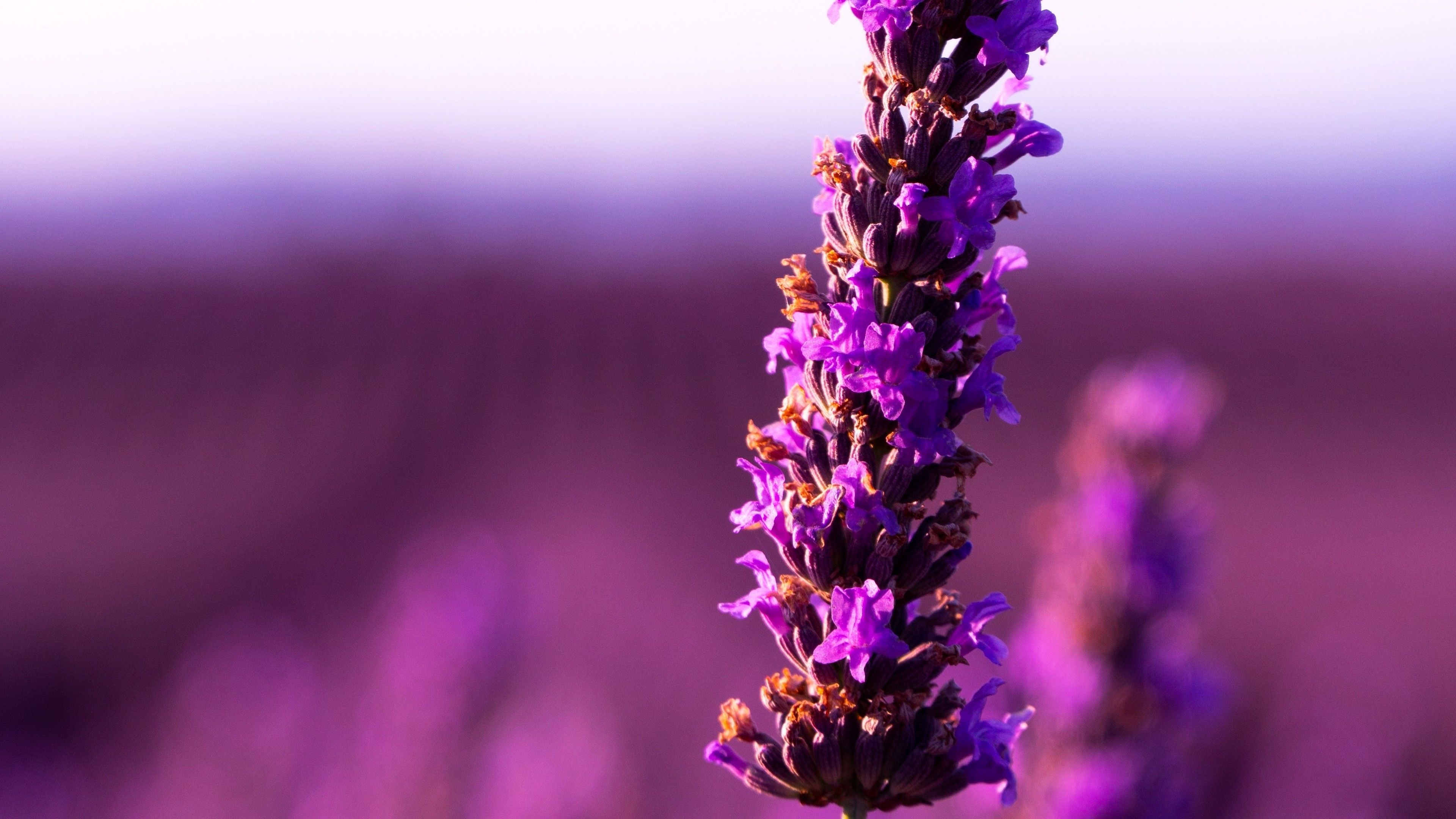 Lavender flower, Floral beauty, Purple blossoms, Nature's wonder, 3840x2160 4K Desktop