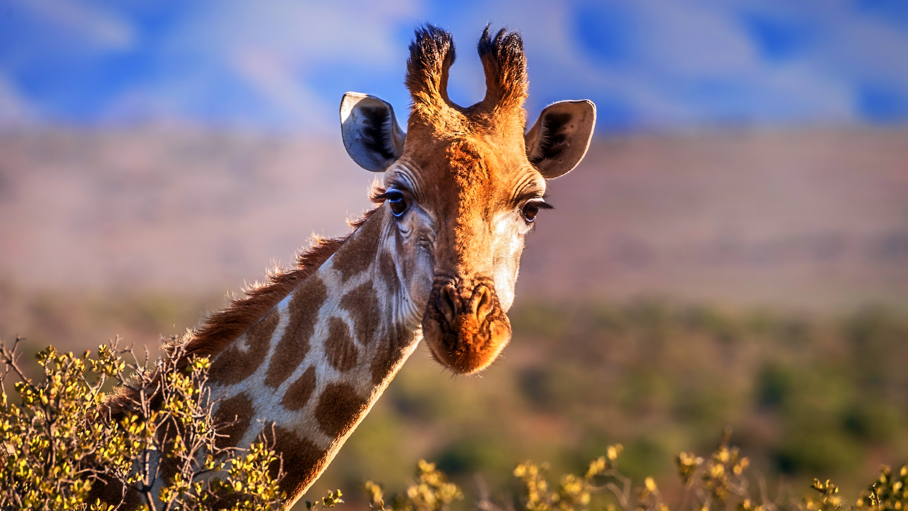 Giraffe: Classified under the family Giraffidae, along with its closest extant relative, the okapi. 3840x2160 4K Wallpaper.