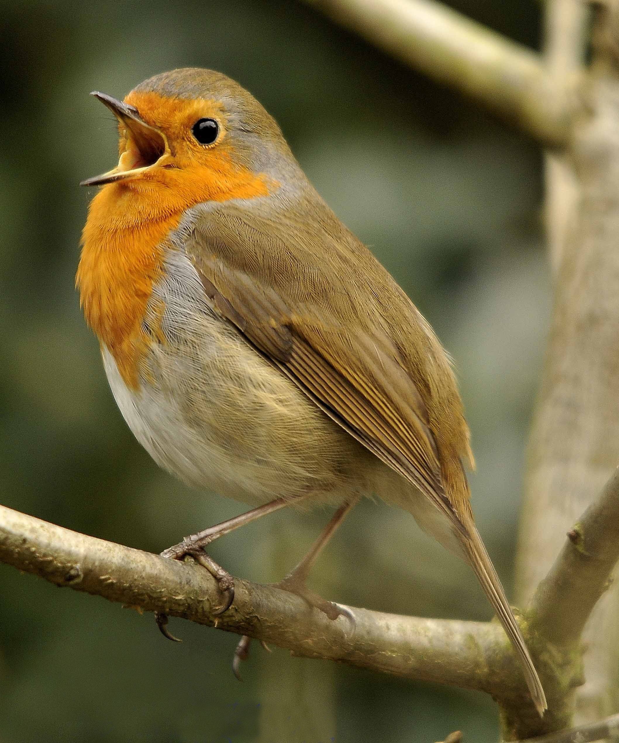 Robin bird songs, Flying high, Feathered flights, Nature's symphony, 2120x2550 HD Handy