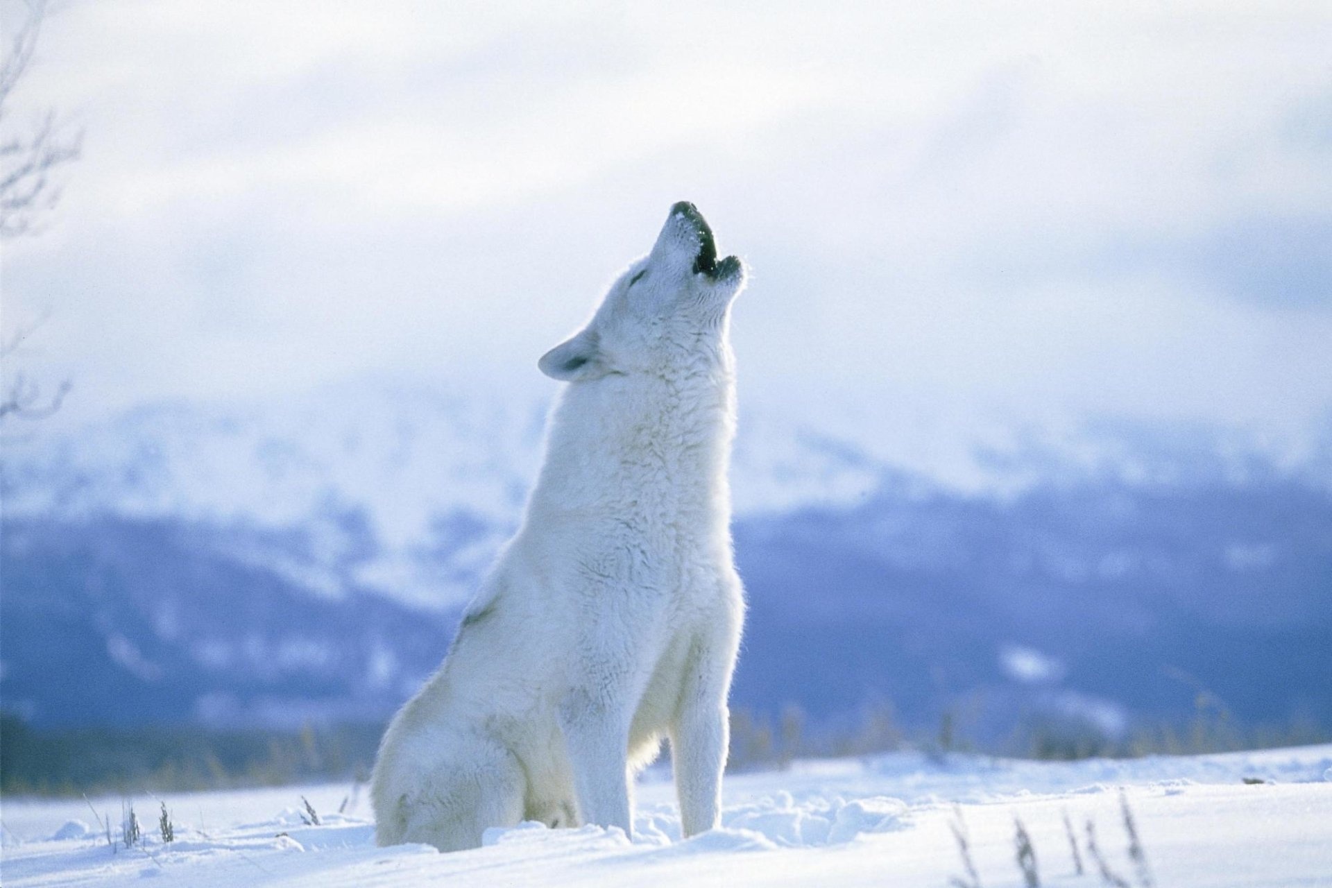 Majestic arctic wolf, Snowy habitat, Arctic beauty, Fascinating creature, 1920x1280 HD Desktop