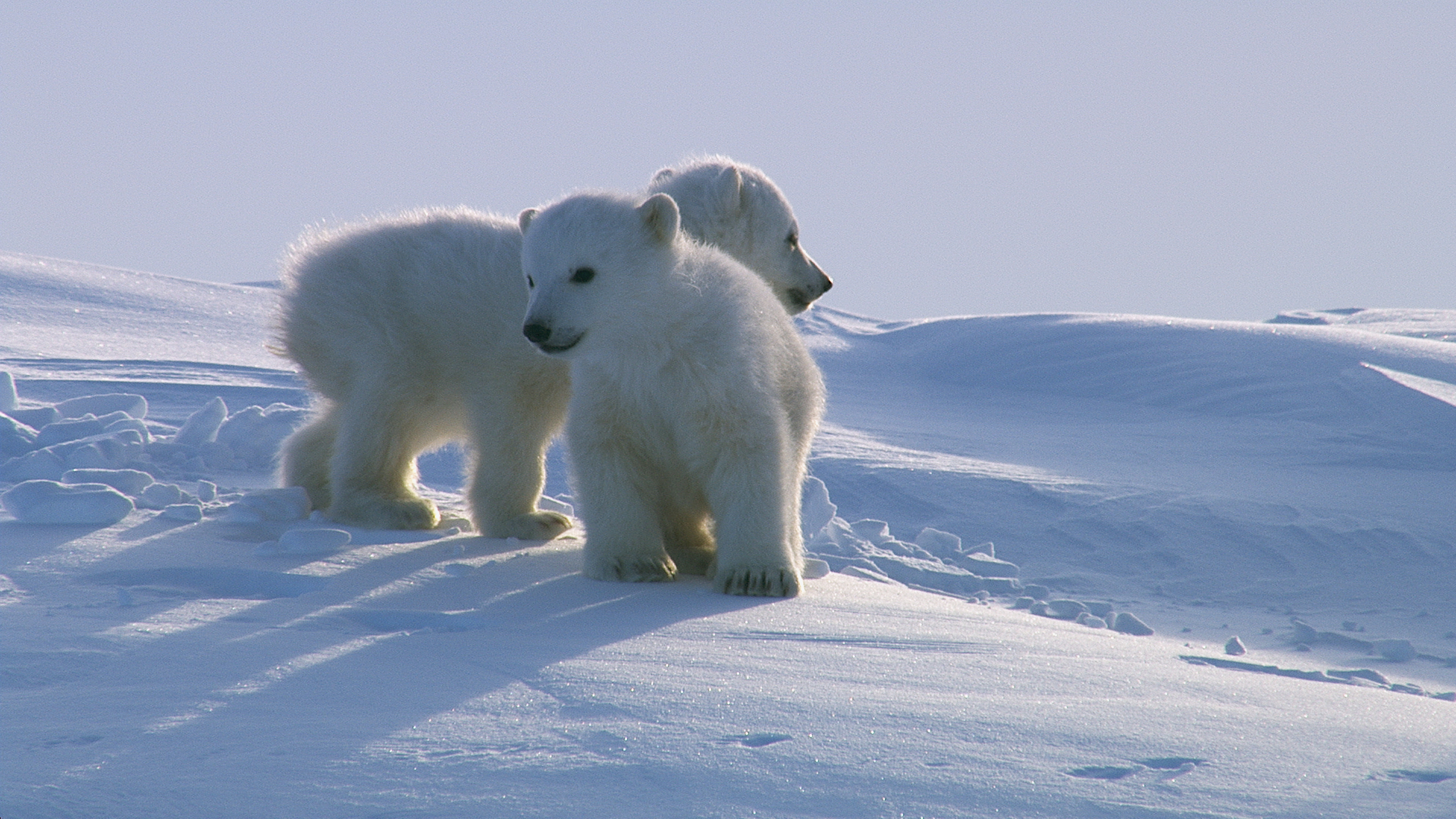 North's enchanting realm, Majestic Arctic, Cinematic marvels, Stunning film backdrop, 3840x2160 4K Desktop